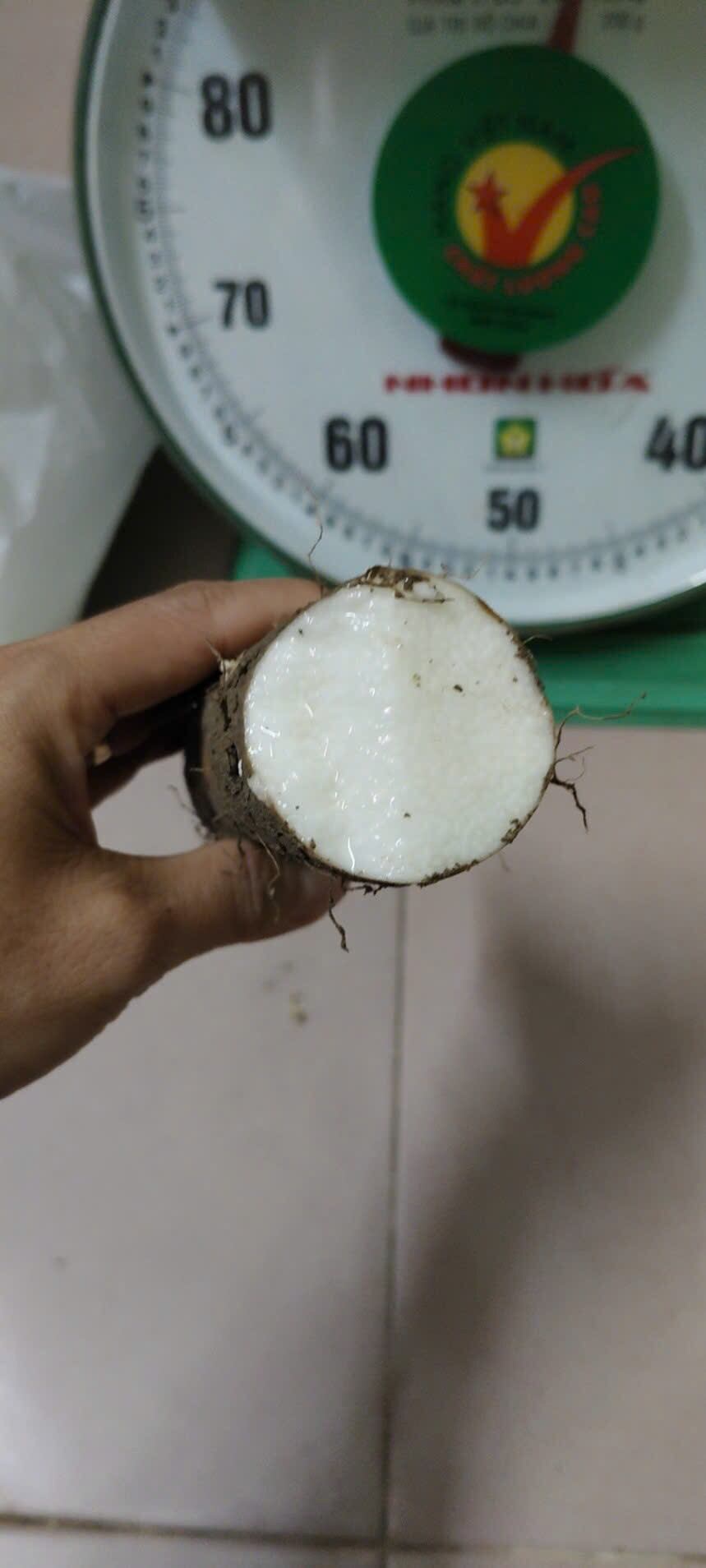 Củ mài tươi Hoài Sơn dùng nấu ăn, tươi ngon, không chất bảo quản, phù hợp nấu canh, hầm, hấp.