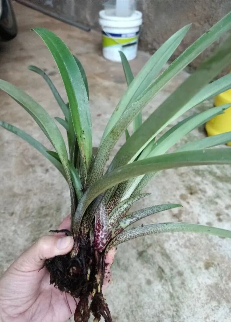 Cây giống lan Hài Kim