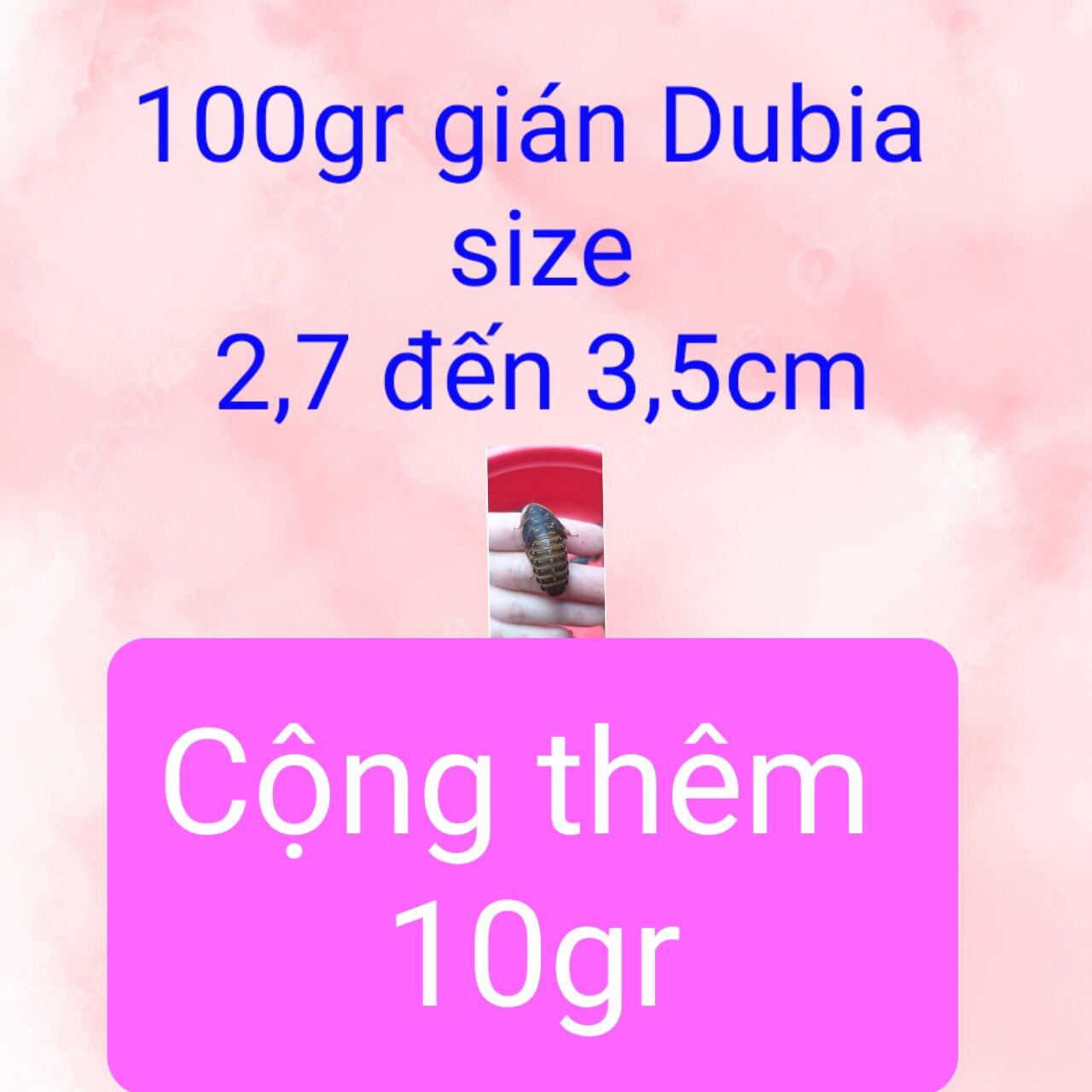 Thu thập mã freeship 20k khi mua 100gr gián Dubia size 2,7 đến 3,5cm