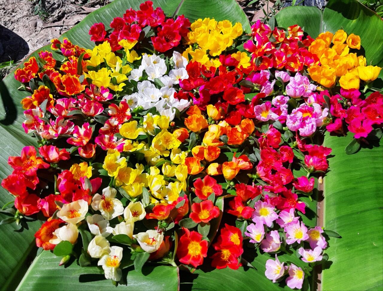 Cành sam mười giờ 10 màu 1kg 49k