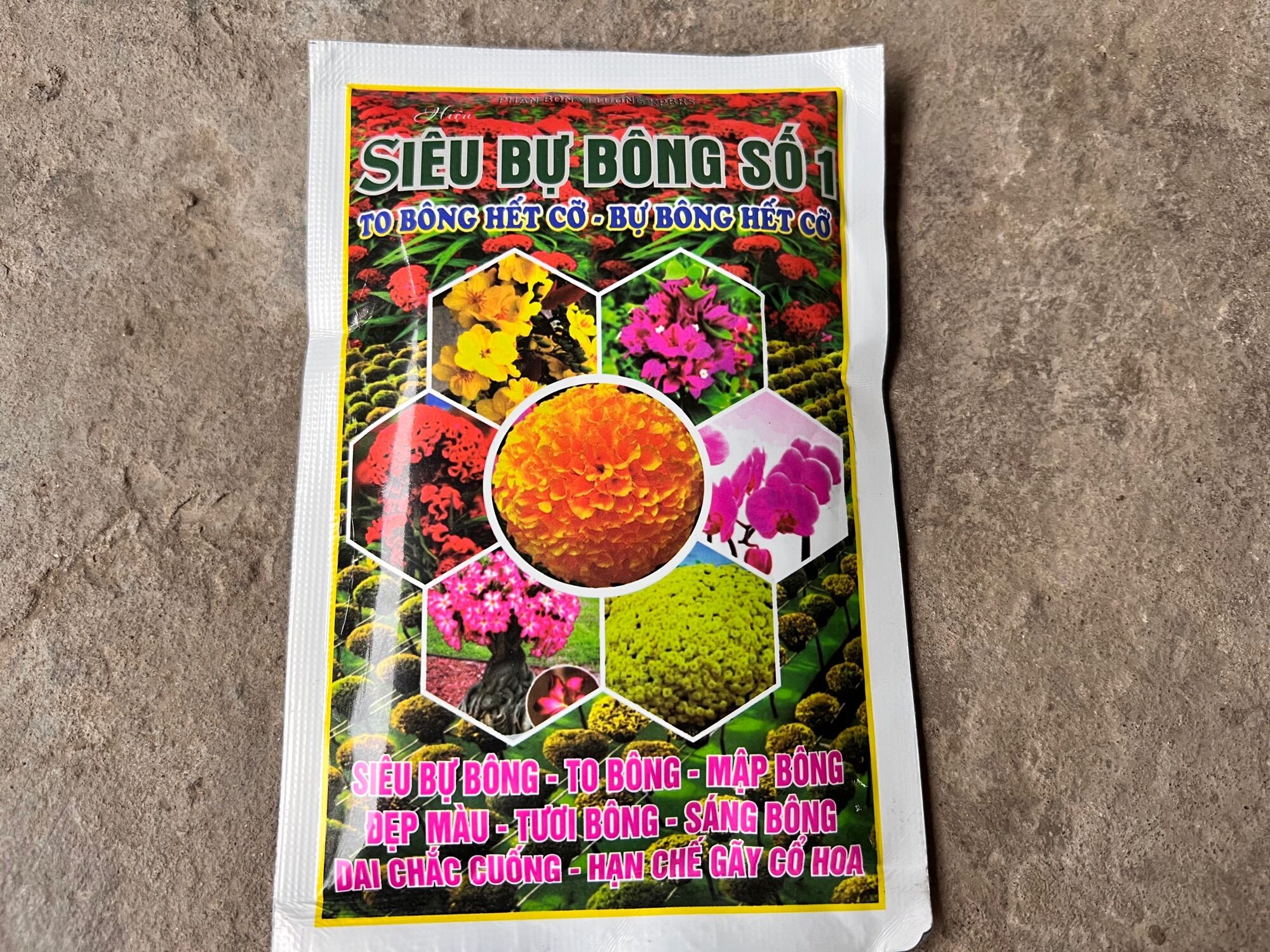 To bông hết cỡ mập nụ lâu tàn lên màu bông