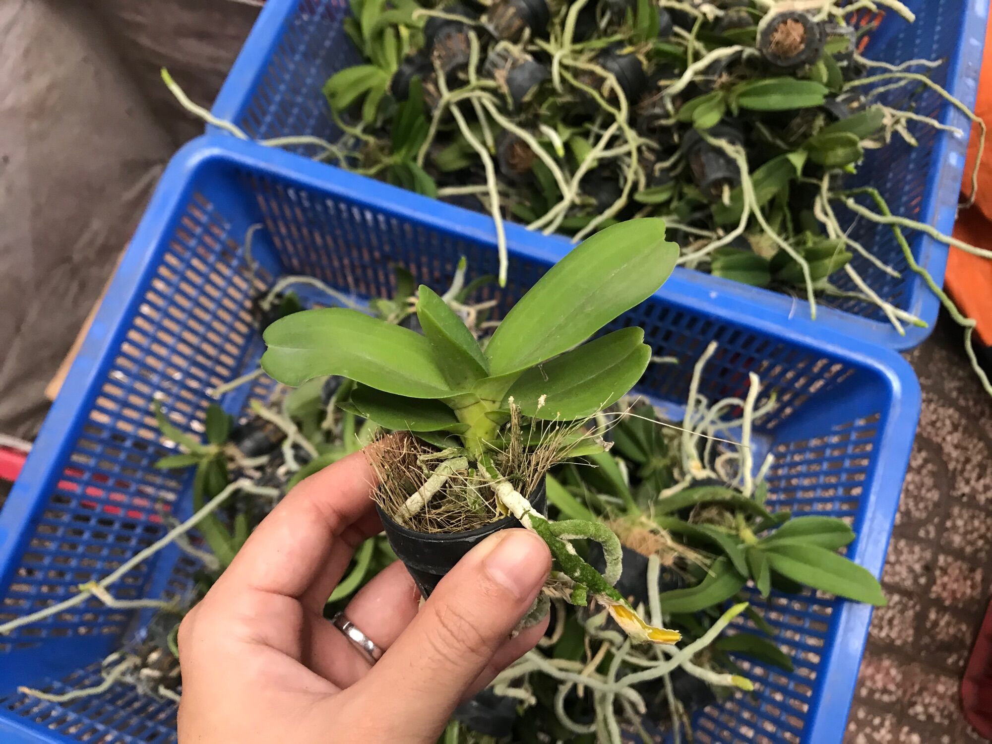 Đai Châu Cây Con Nhiều Màu [Combo 5 cây]