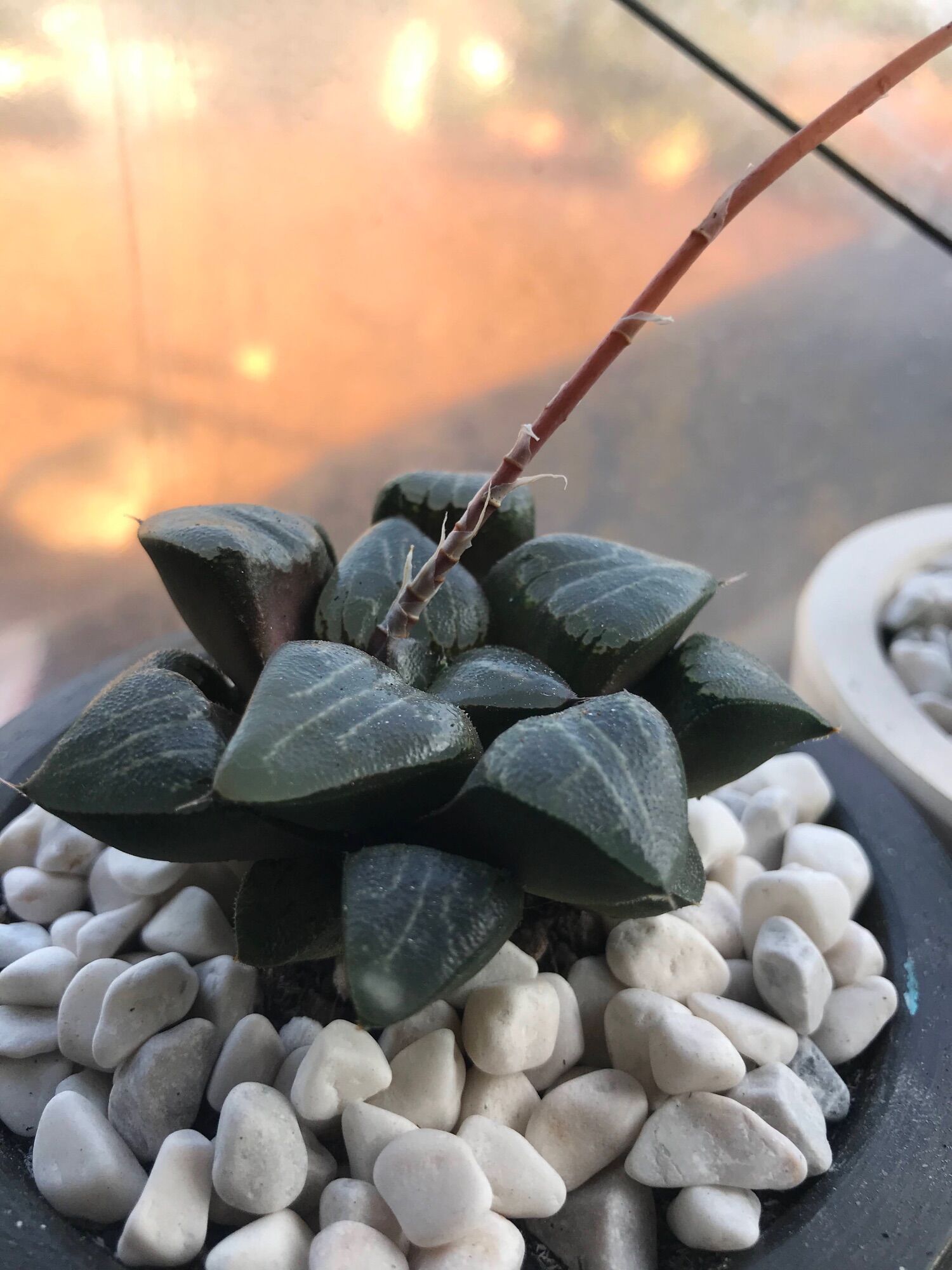 Sen  đá Haworthia
