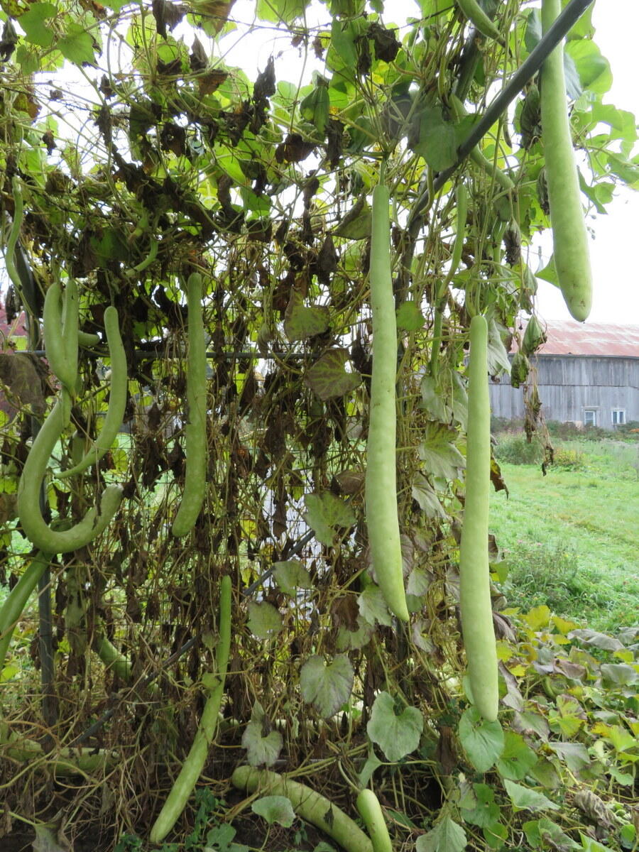 Hạt giống bầu Ý siêu dài
