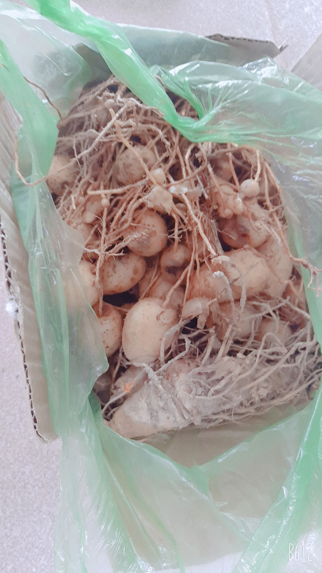 củ lùn giống  12 củ trồng