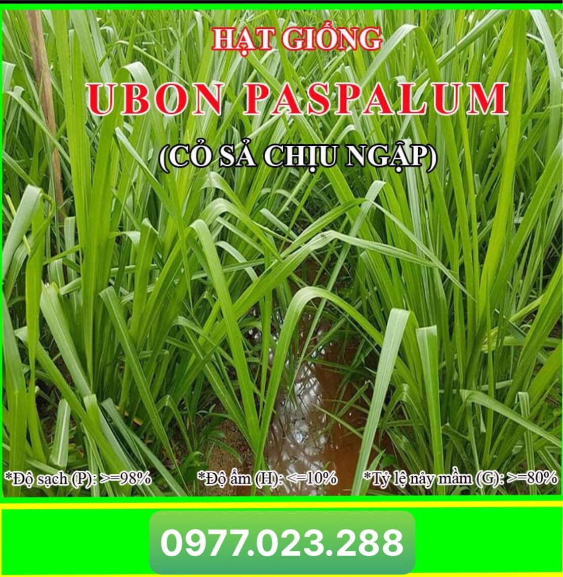 cỏ chịu ngập úng PASPALUM 200g