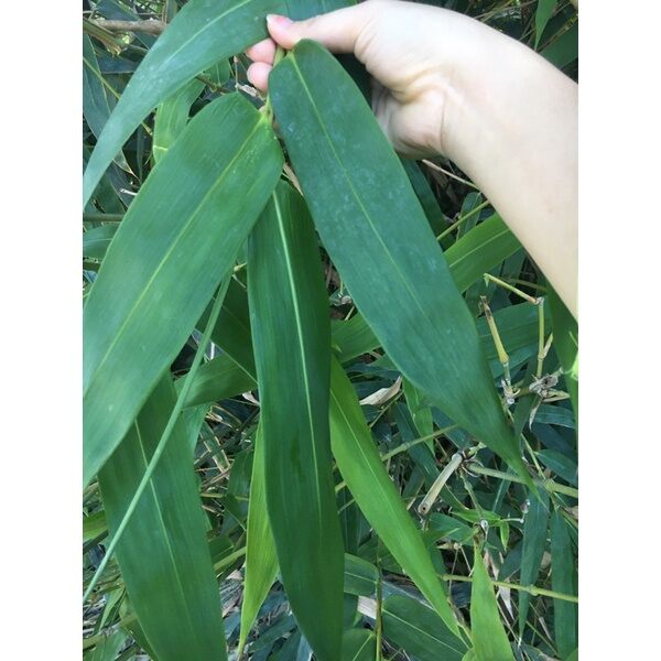 100gram lá tre tươi