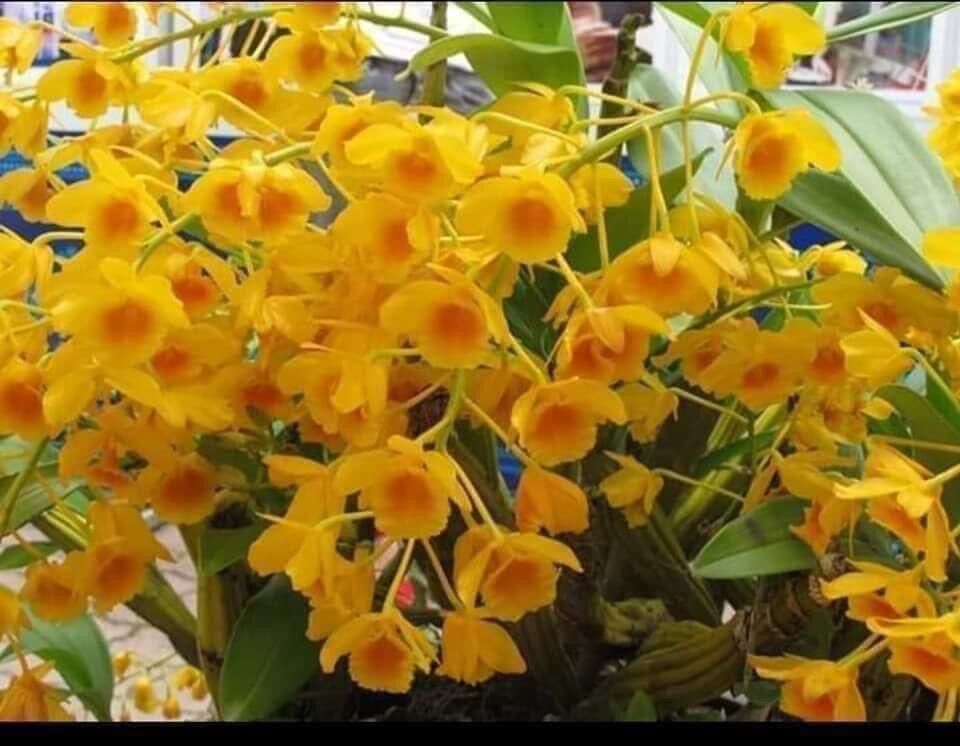 Hoa Lan Sơn thủy tiên (1 bó hình cuối) vv