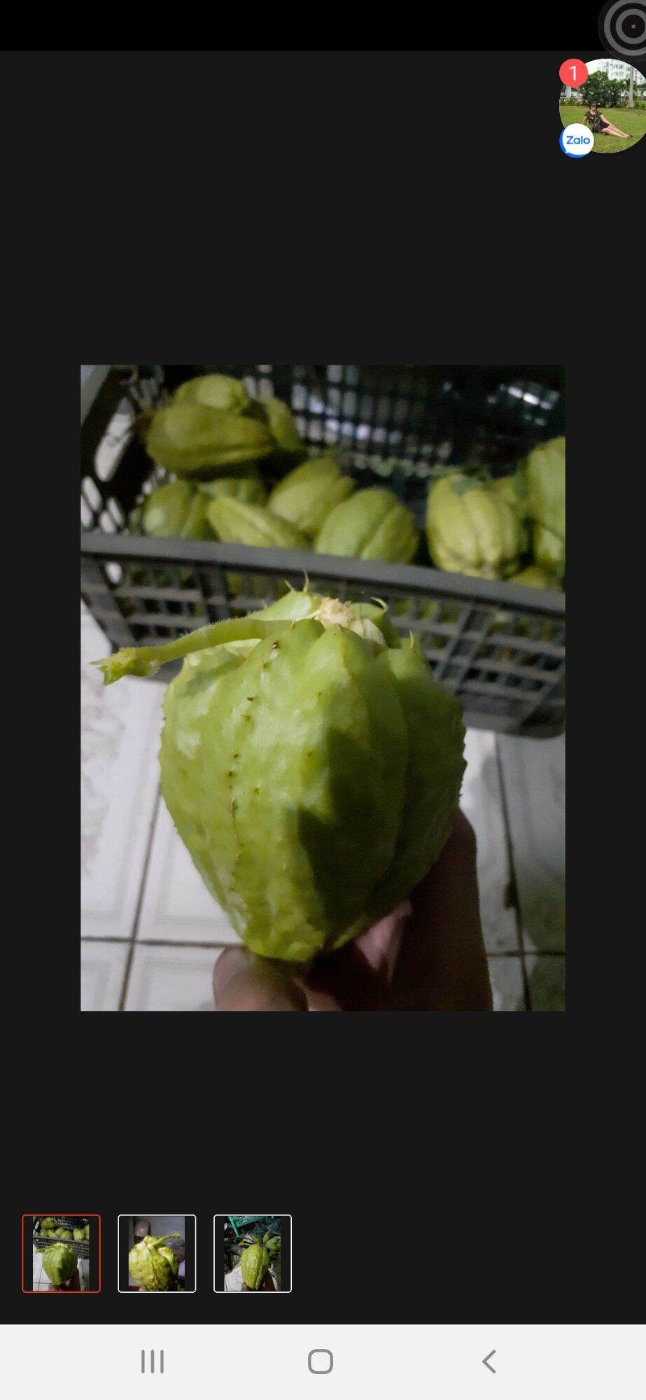 trái su su giống,3trai