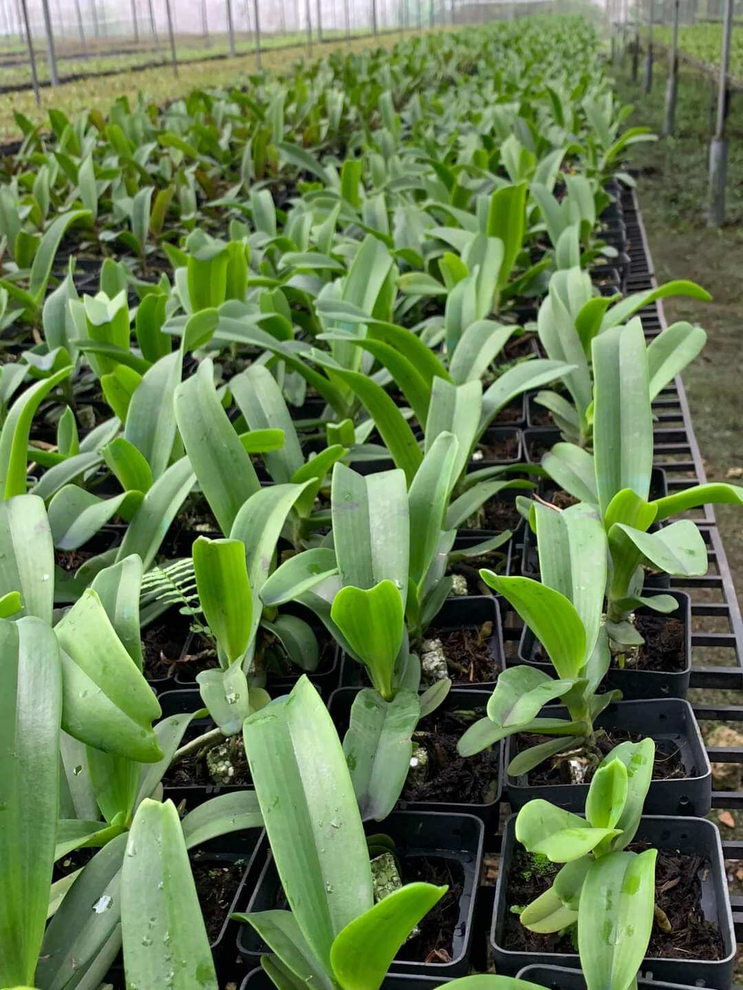 ( sale sale) 1 cây giống Lan ngọc điểm