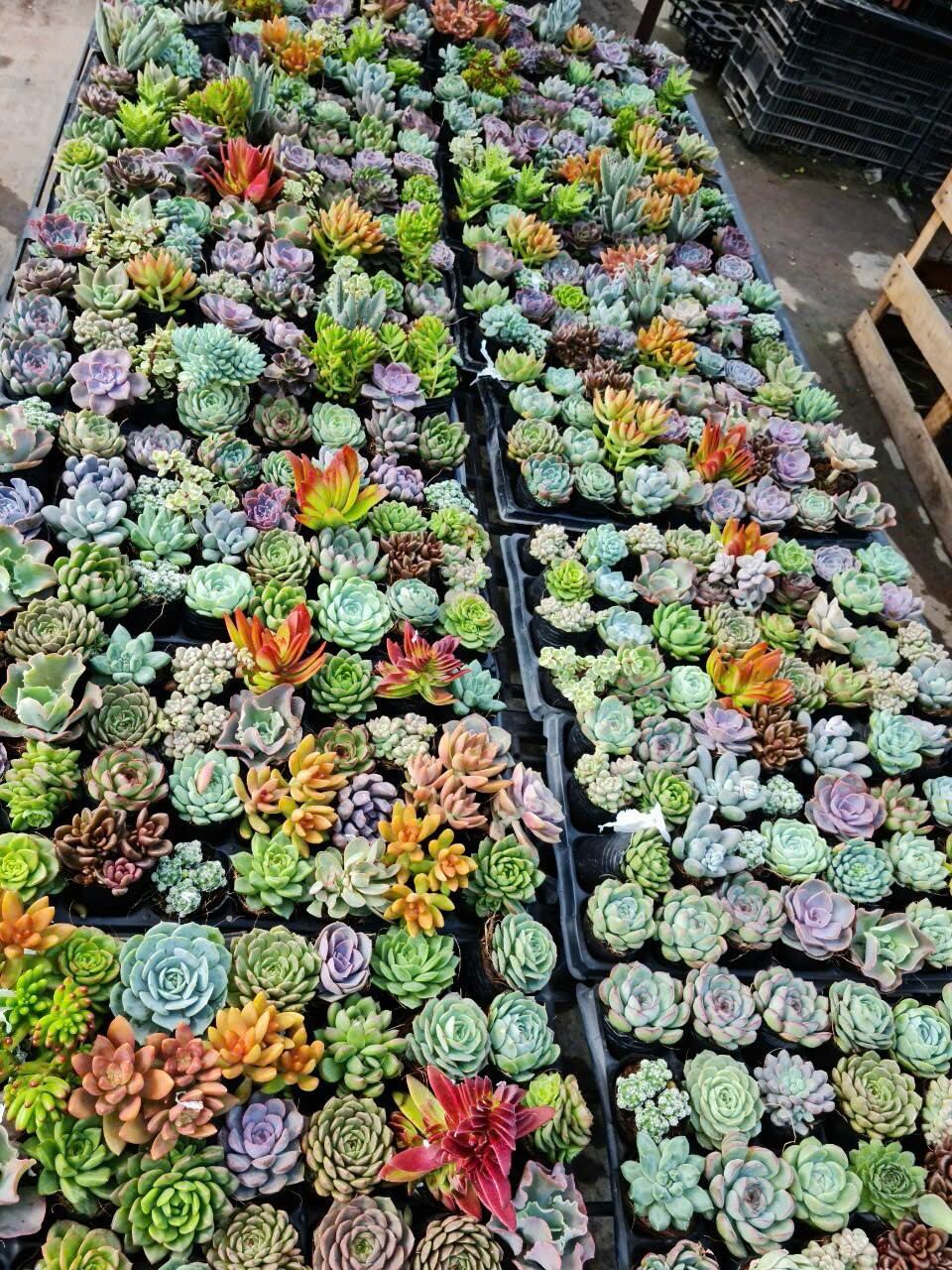 Sen đá size 5cm random cây đẹp vườn lựa