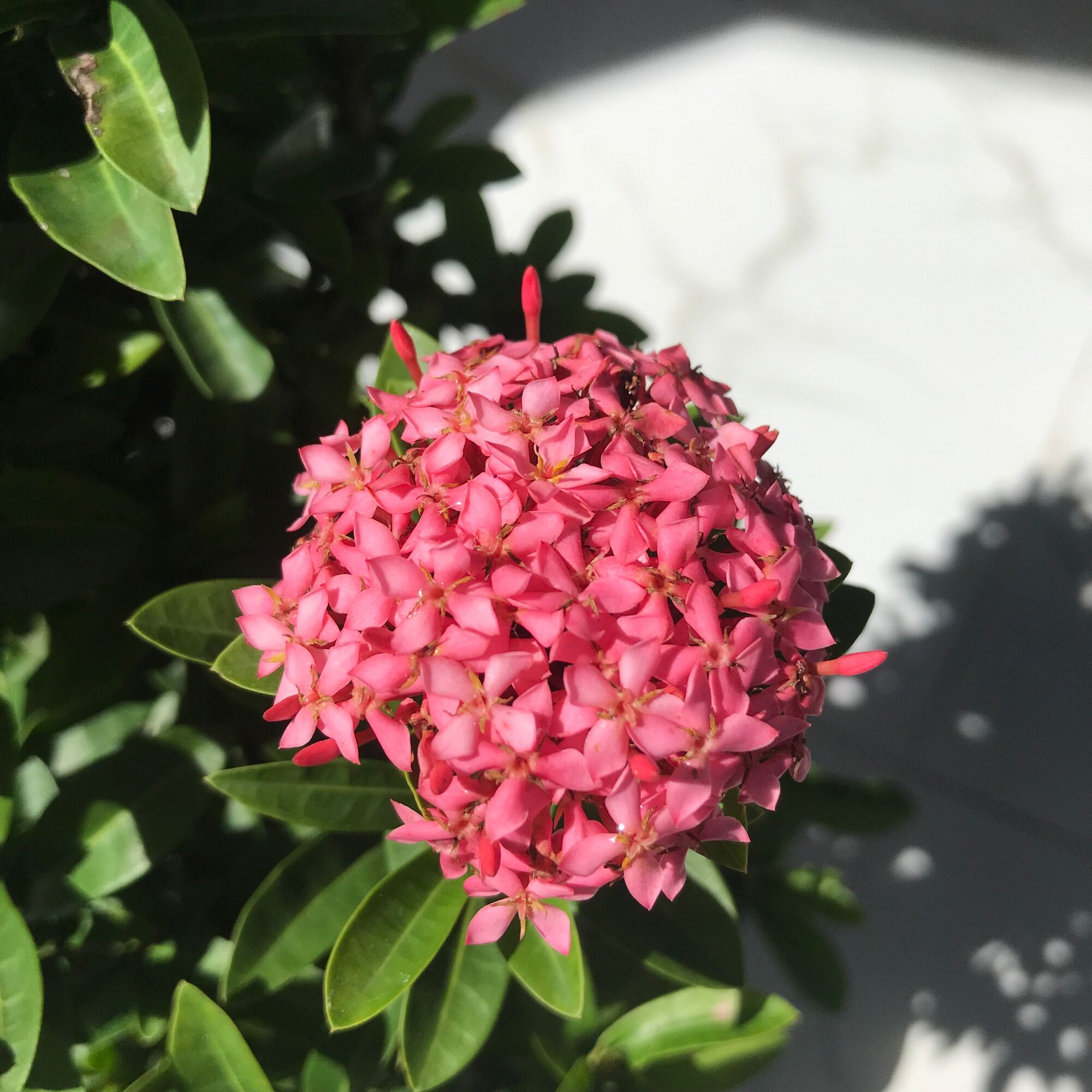 Cây bông trang hồng phấn Thái, lá nhỏ - [Tiền Giang]