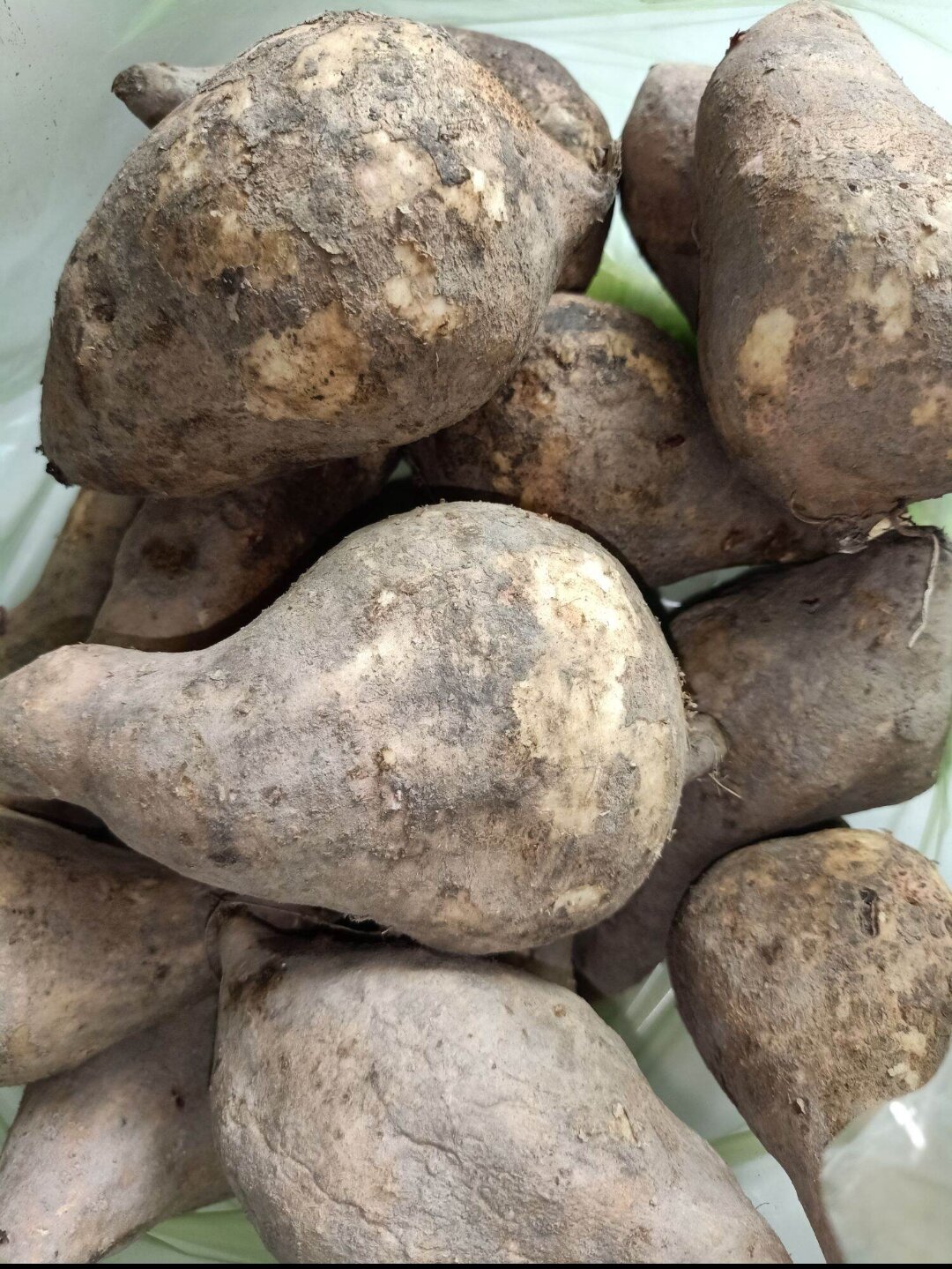 Khoai lang sữa ú nu mới nhổ-500gram