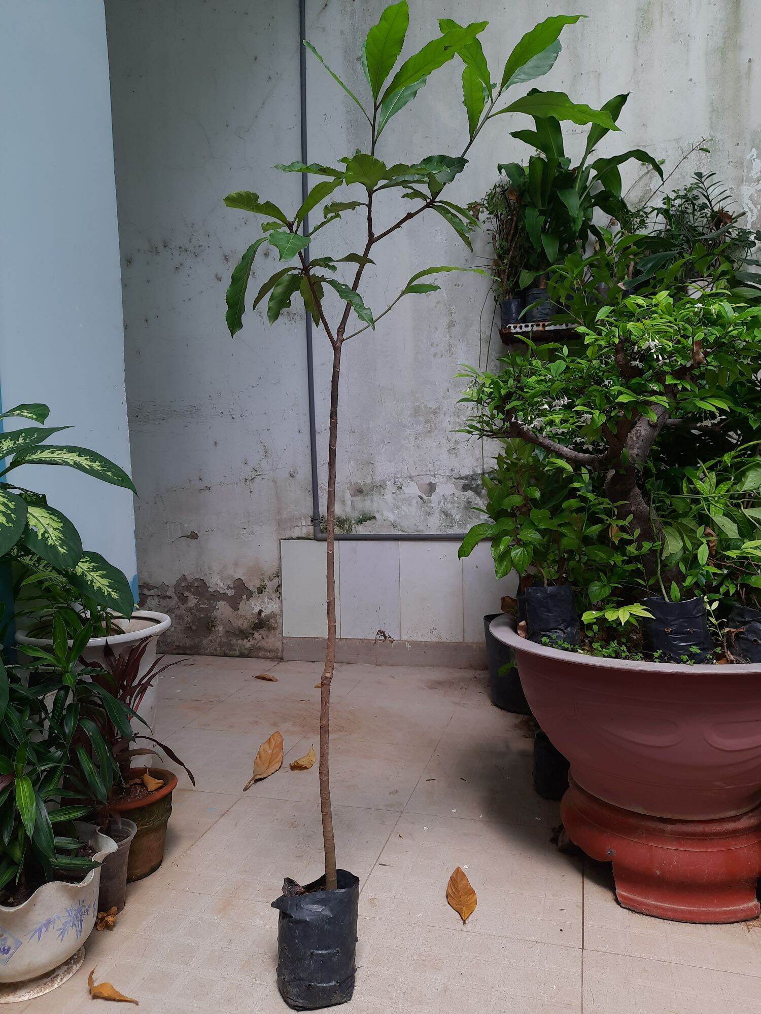 Cây giống lộc vừng hoa đỏ, cao 1m