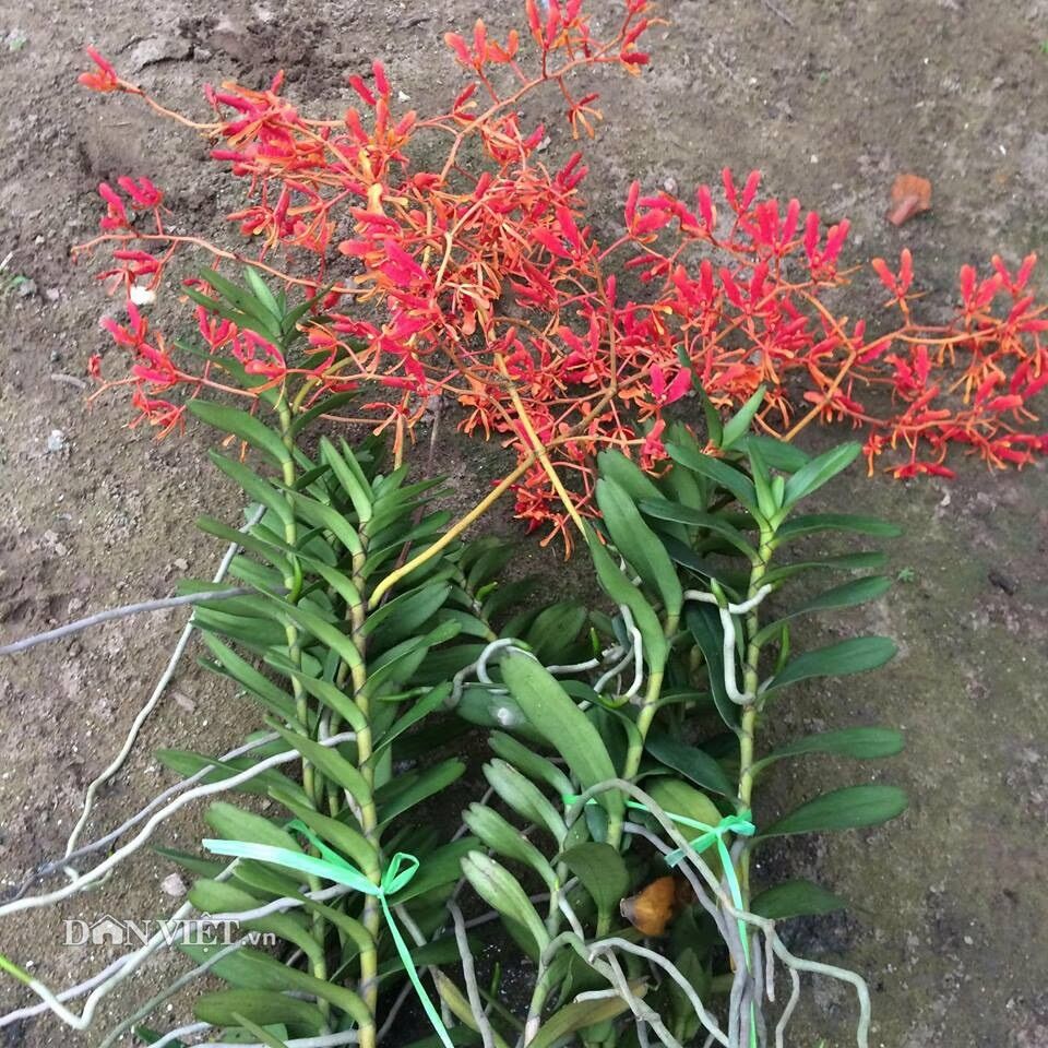 Hoa lan Phượng vĩ (khóm 2-3 thân) HOA TẾT