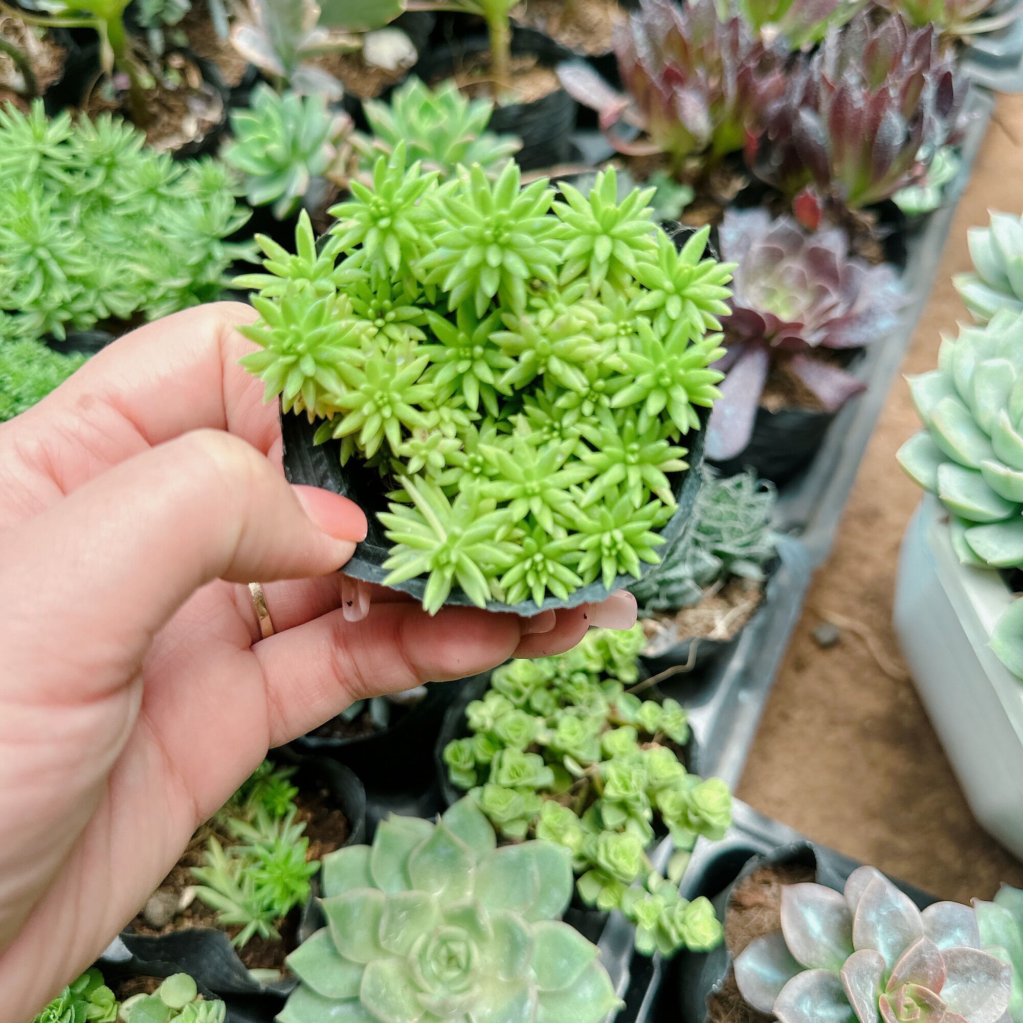 Sedum xanh xuất vườn đà Lạt size bầu