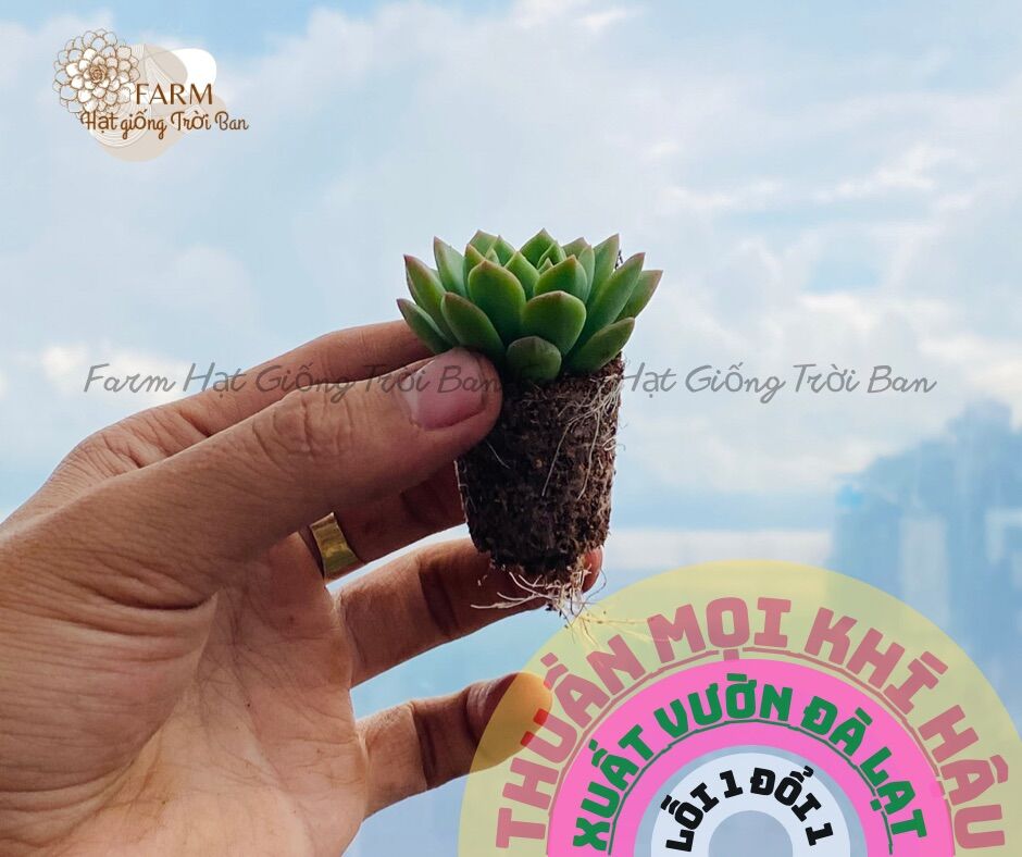SEN ĐÁ MẶT TRỜI SIZE MINI 🥰FARM HẠT GIỐNG TRỜI BAN 🤩🤩🤩🤩🤩