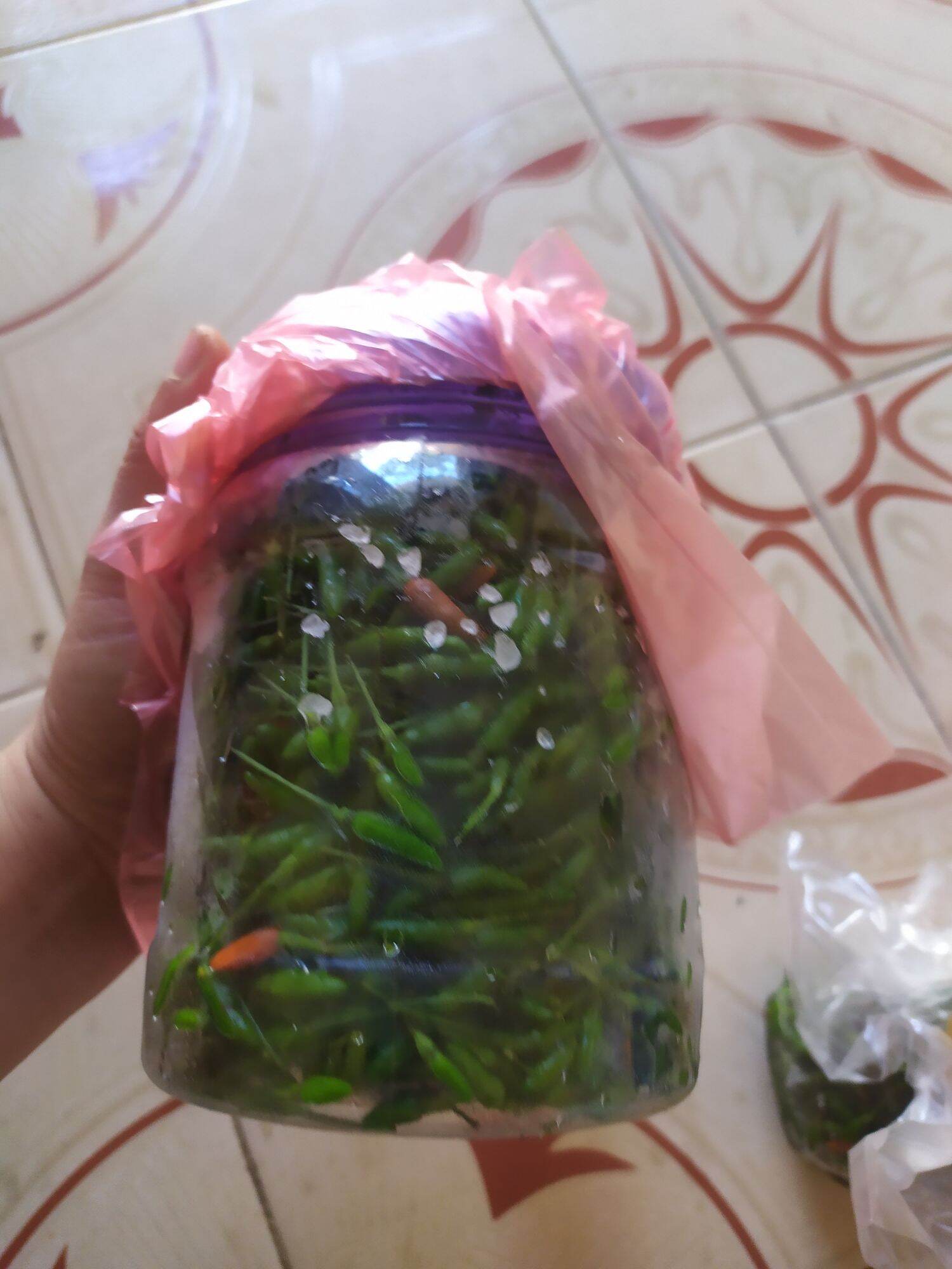 Ớt gió đóng hộp