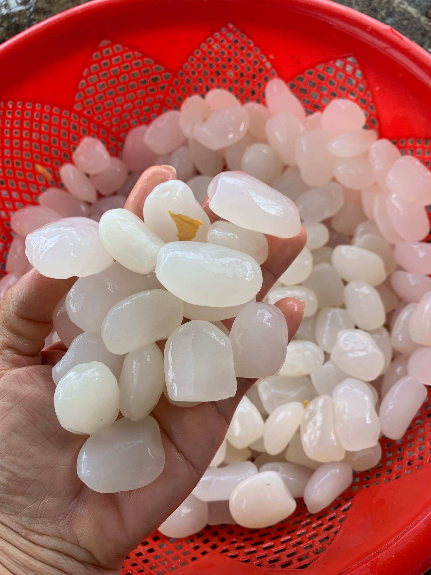 1kg Hạt Đác Tươi Nha Trang Size Trung Mềm Dẻo Không Cứng( Có Hút Chân không)
