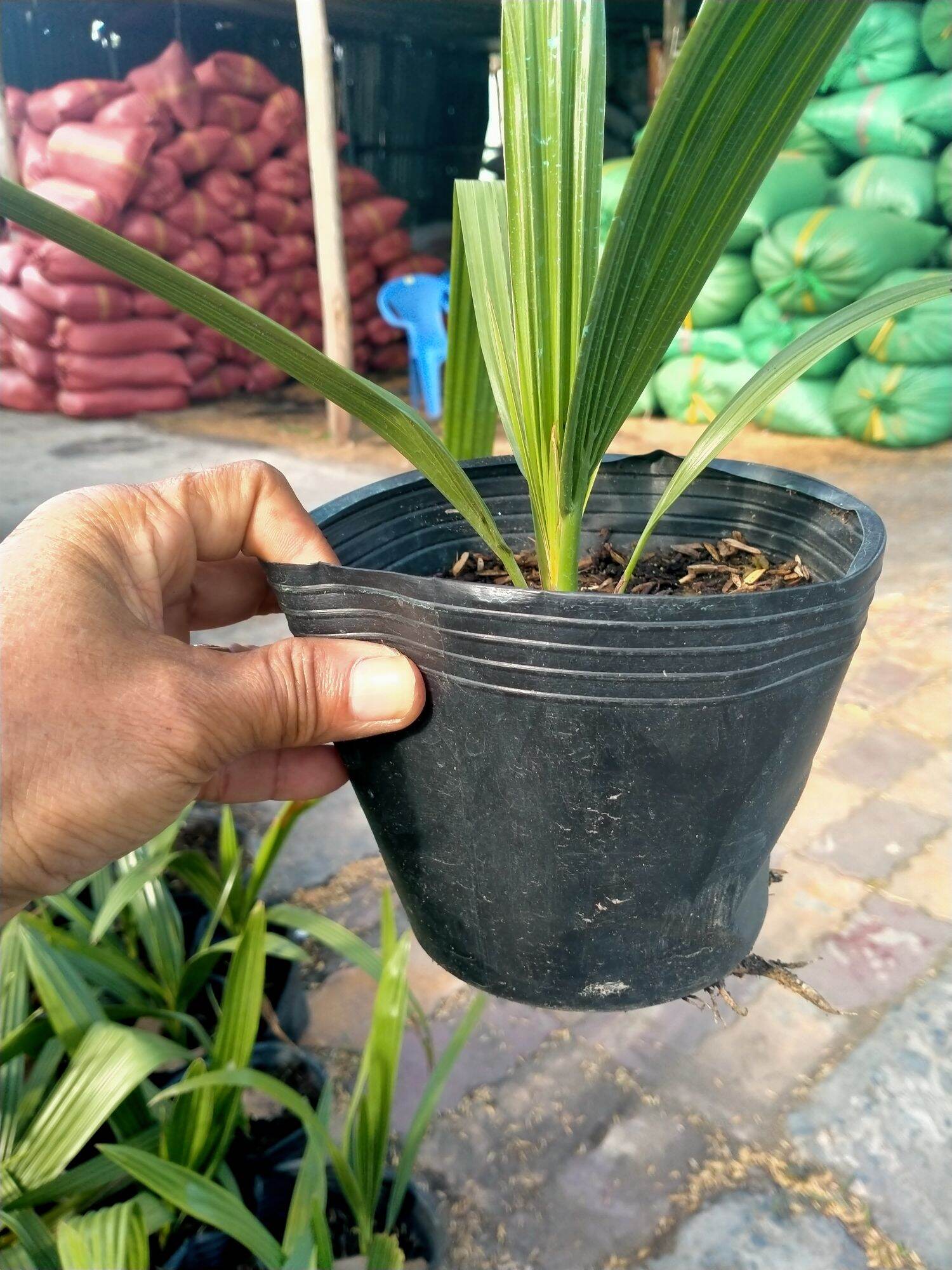 Combo 5 cây chà là giống Thái lan