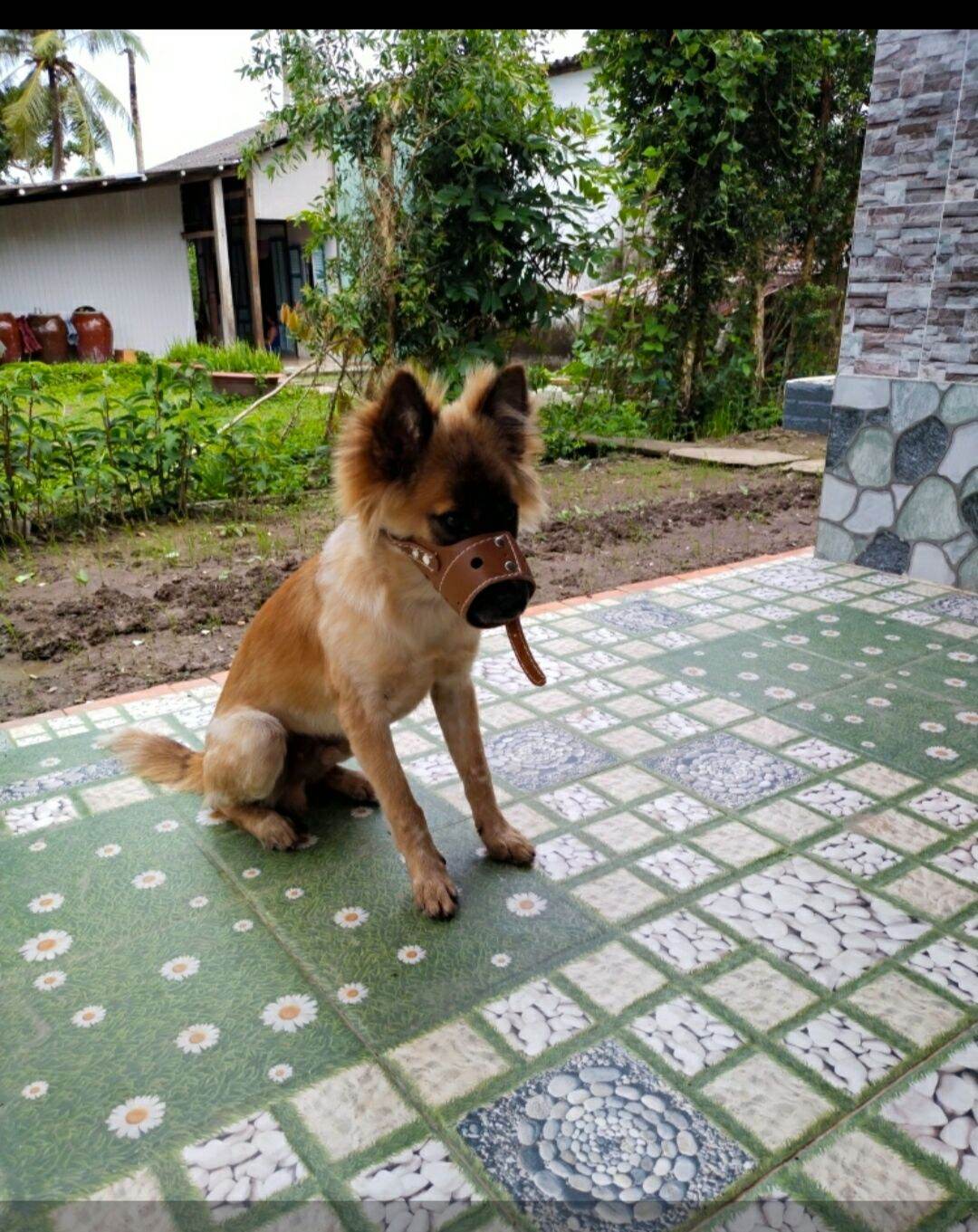Bịt mỏ chó