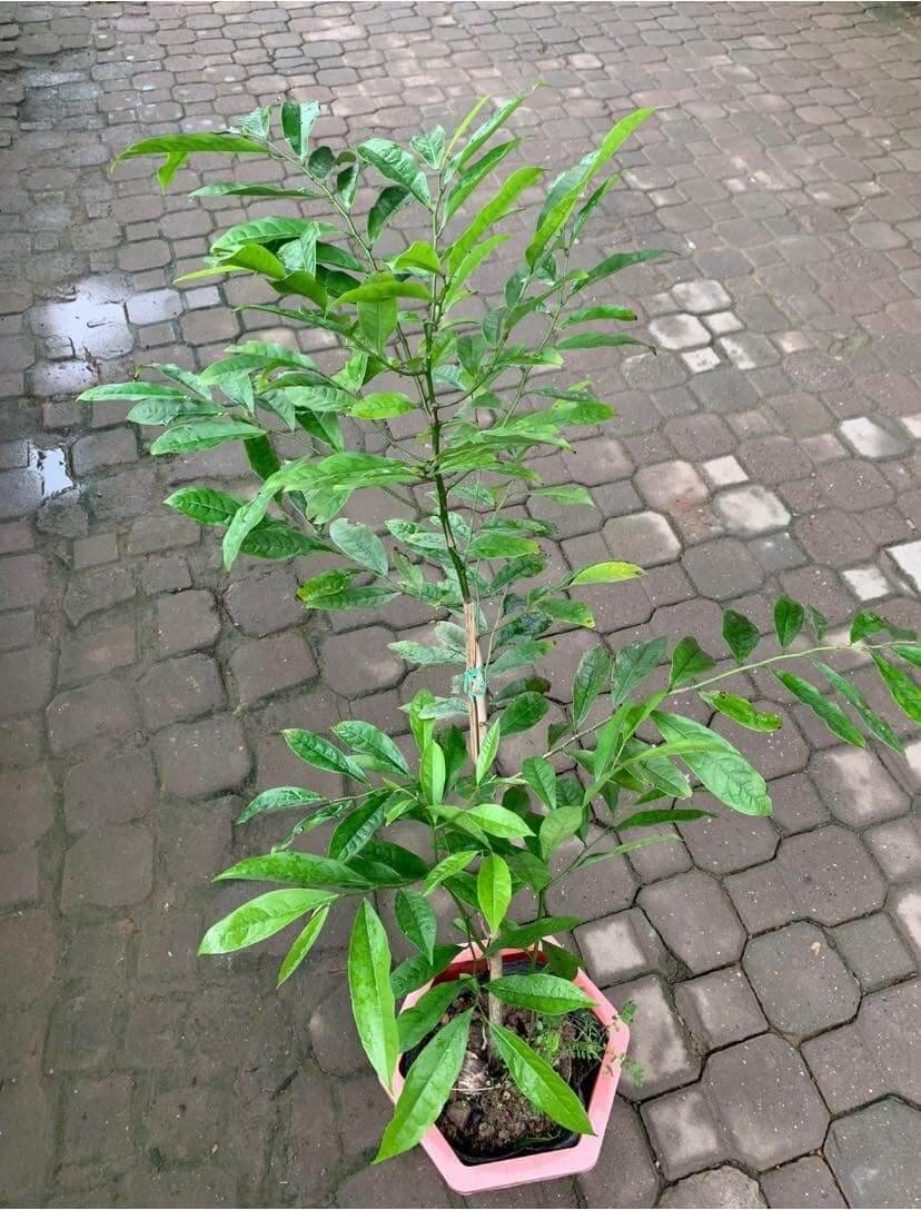 CÂY HOA MÓNG R.ỒNG HOA VÀNG RẤT THƠM