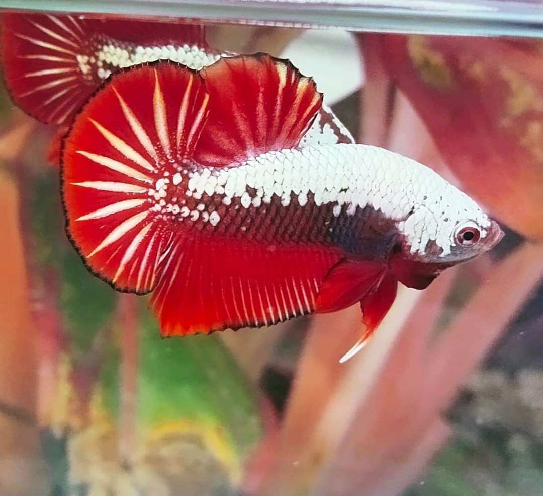 5 bé betta samurai red siêu đẹp