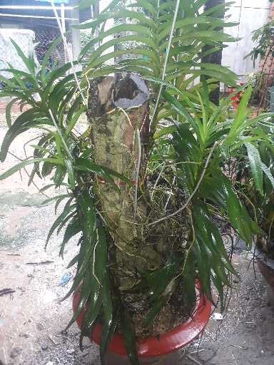 5 cây giống lan Mokara cao 15-20cm nhiều màu đỏ vàng tím hồng cam ngoài trời & sân vườn đồ dùng làm vườn cây cảnh hạt giống củ giống