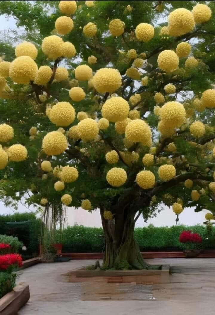 Cây Giống Hoa Lưu Tô(1 bầu cây)