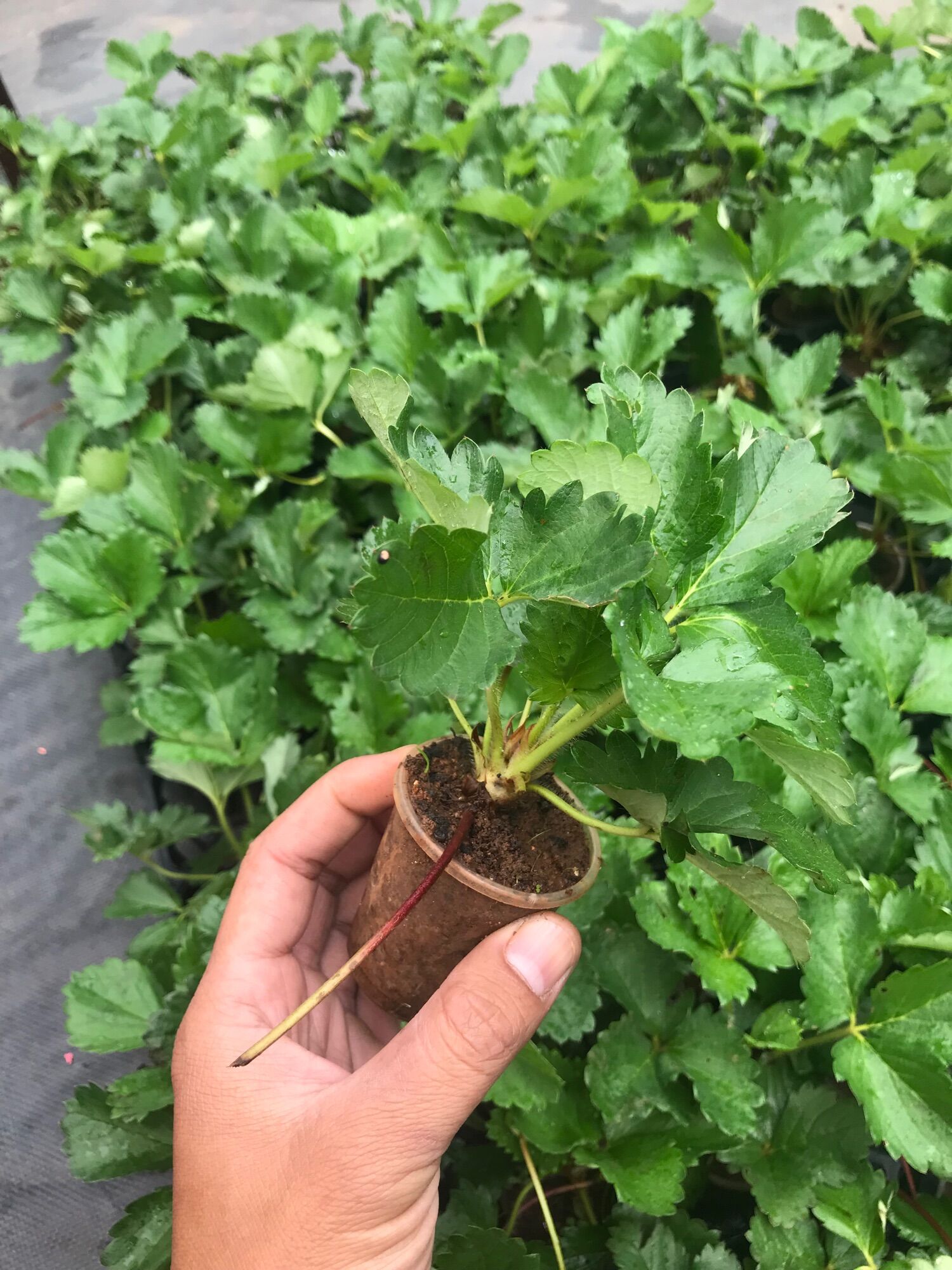 Combo 5 ngó Dâu tây hana trái ngọt dễ trồng