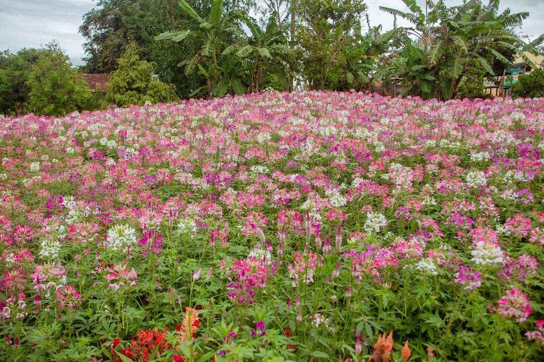 Hạt giống hoa túy điệp (150-200h)