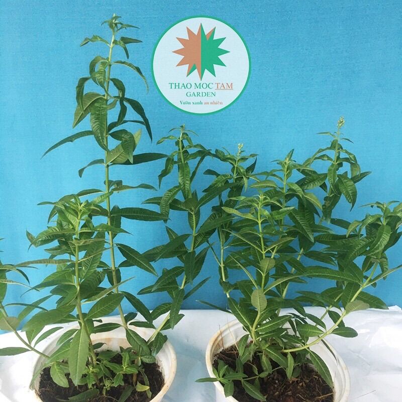 Cây Sả Chanh Pháp (Verveine Odorante) - Cây dược liệu Mã Tiên Thảo Sả (Lemon Verbena)