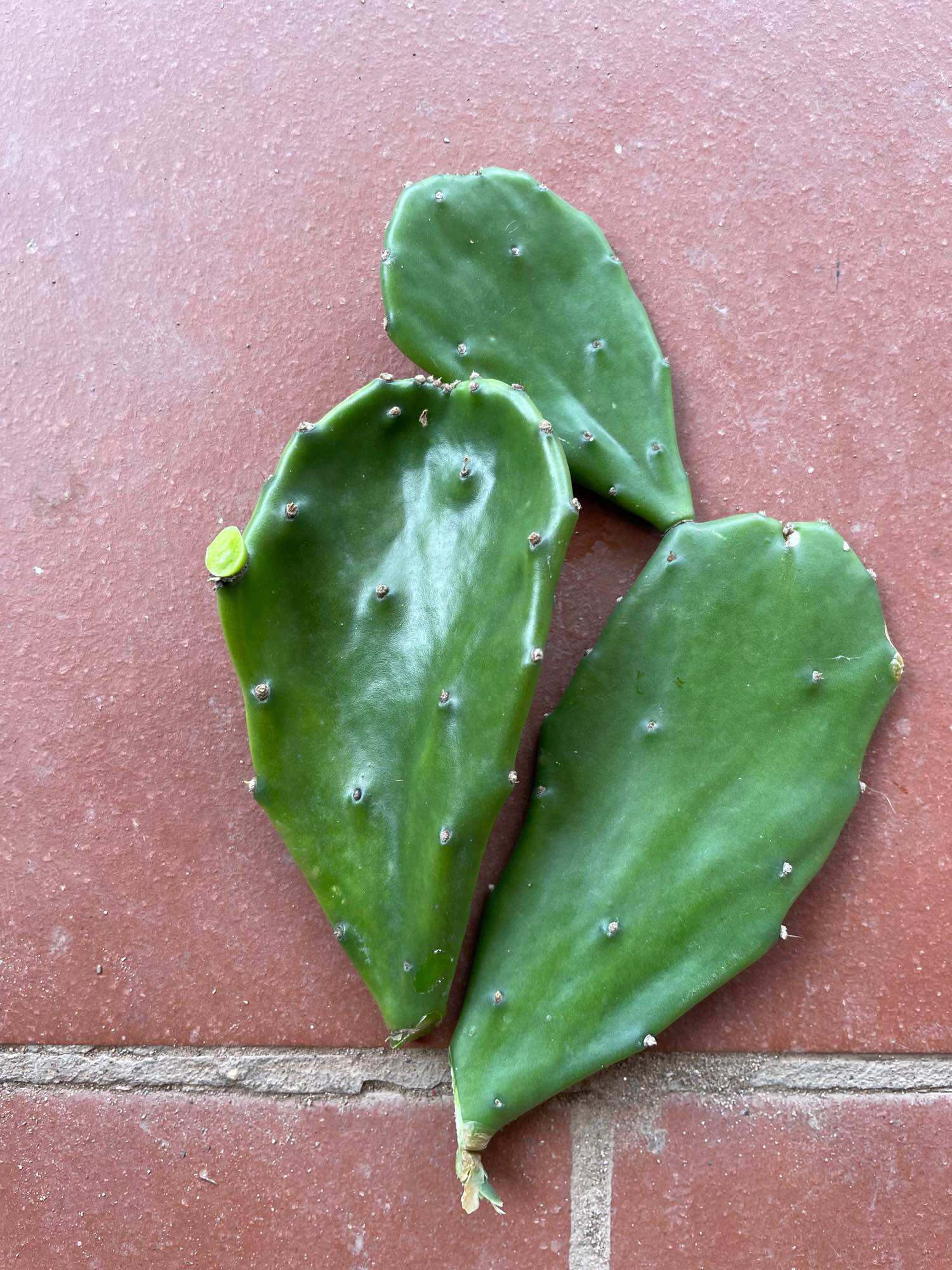 xương rồng cactus yellow