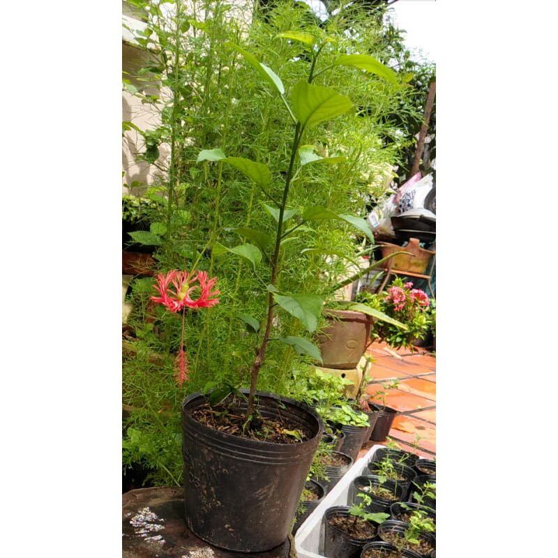Hoa Dâm Bụt Lồng Đèn Cổ