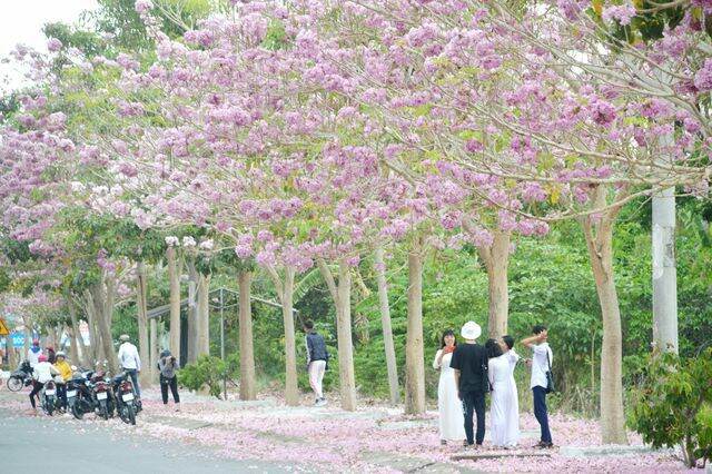com bo 2 Cây kèn hồng cao từ 80-100cm.
