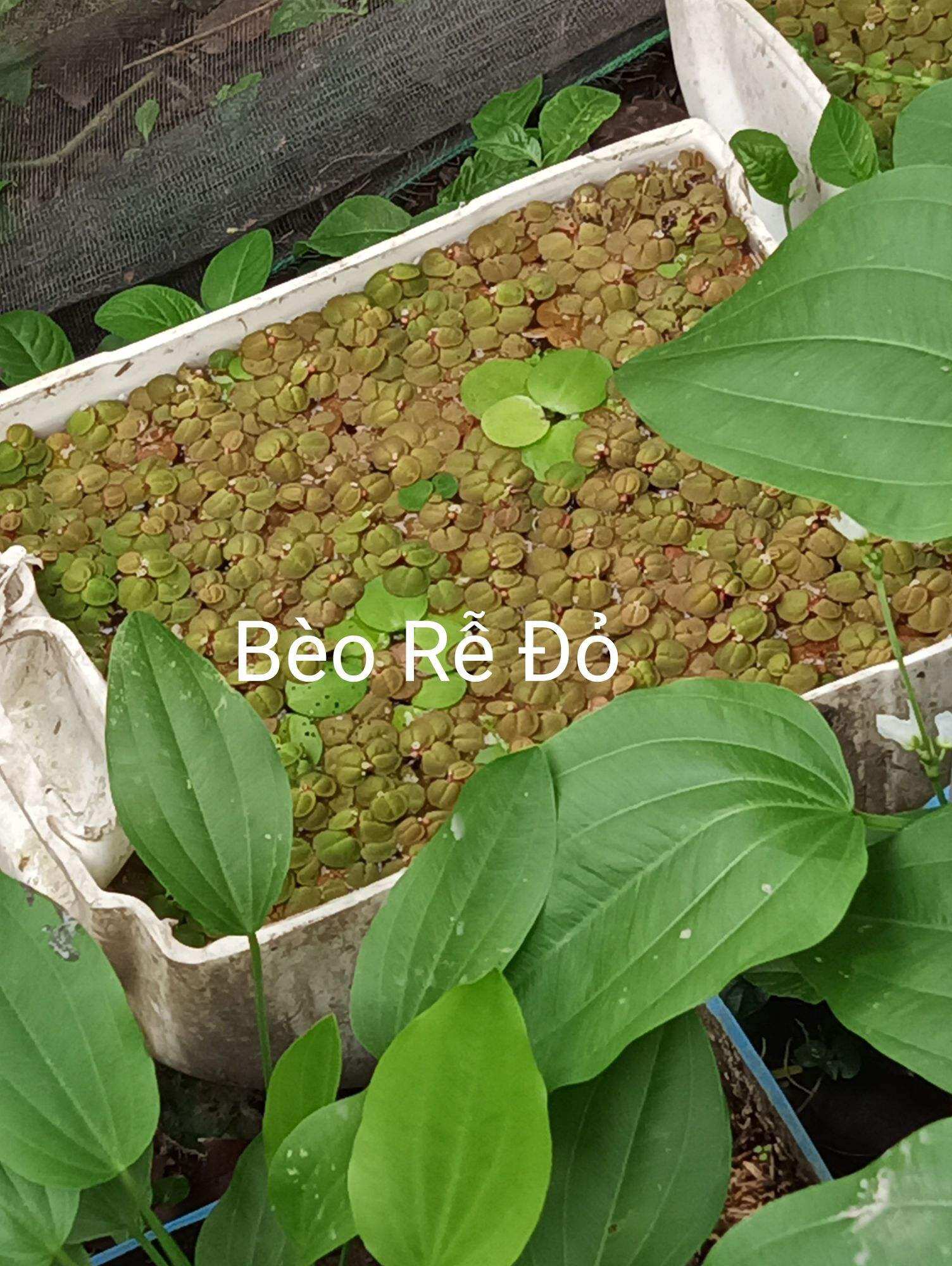 20 tai bèo rễ đỏ