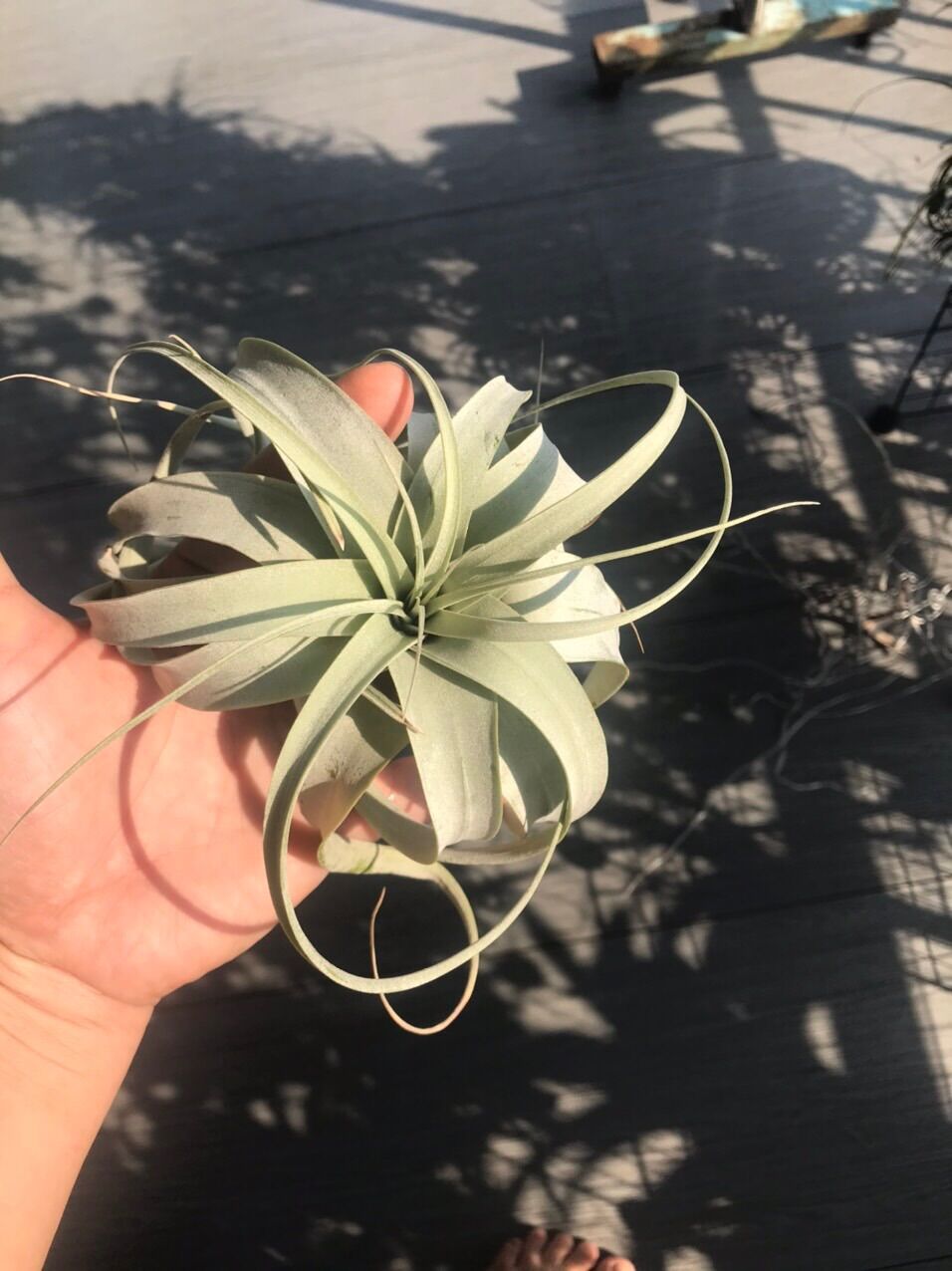 Cây không khí xerographica mini