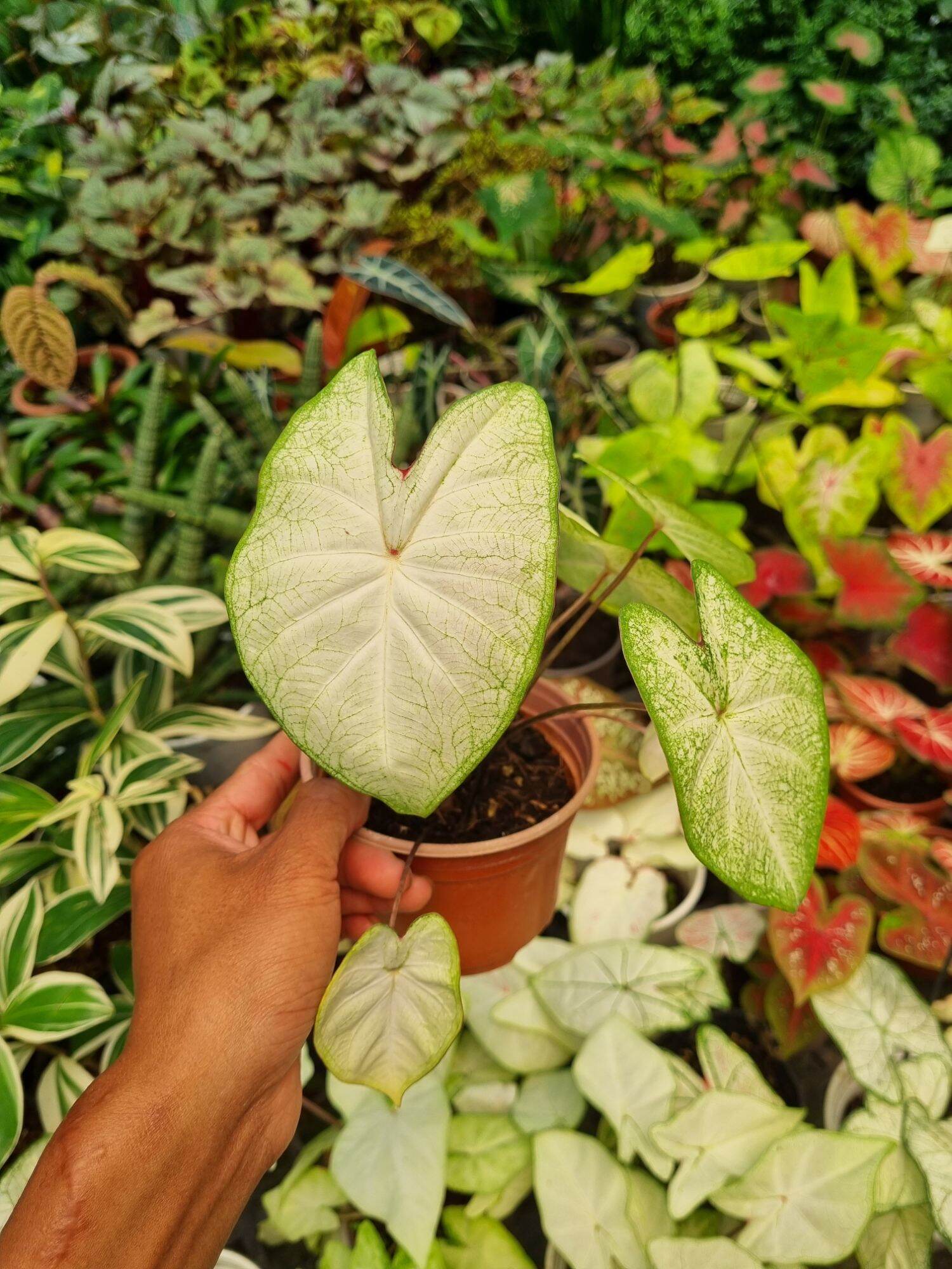 Cây môn thiên nga trắng - Caladium