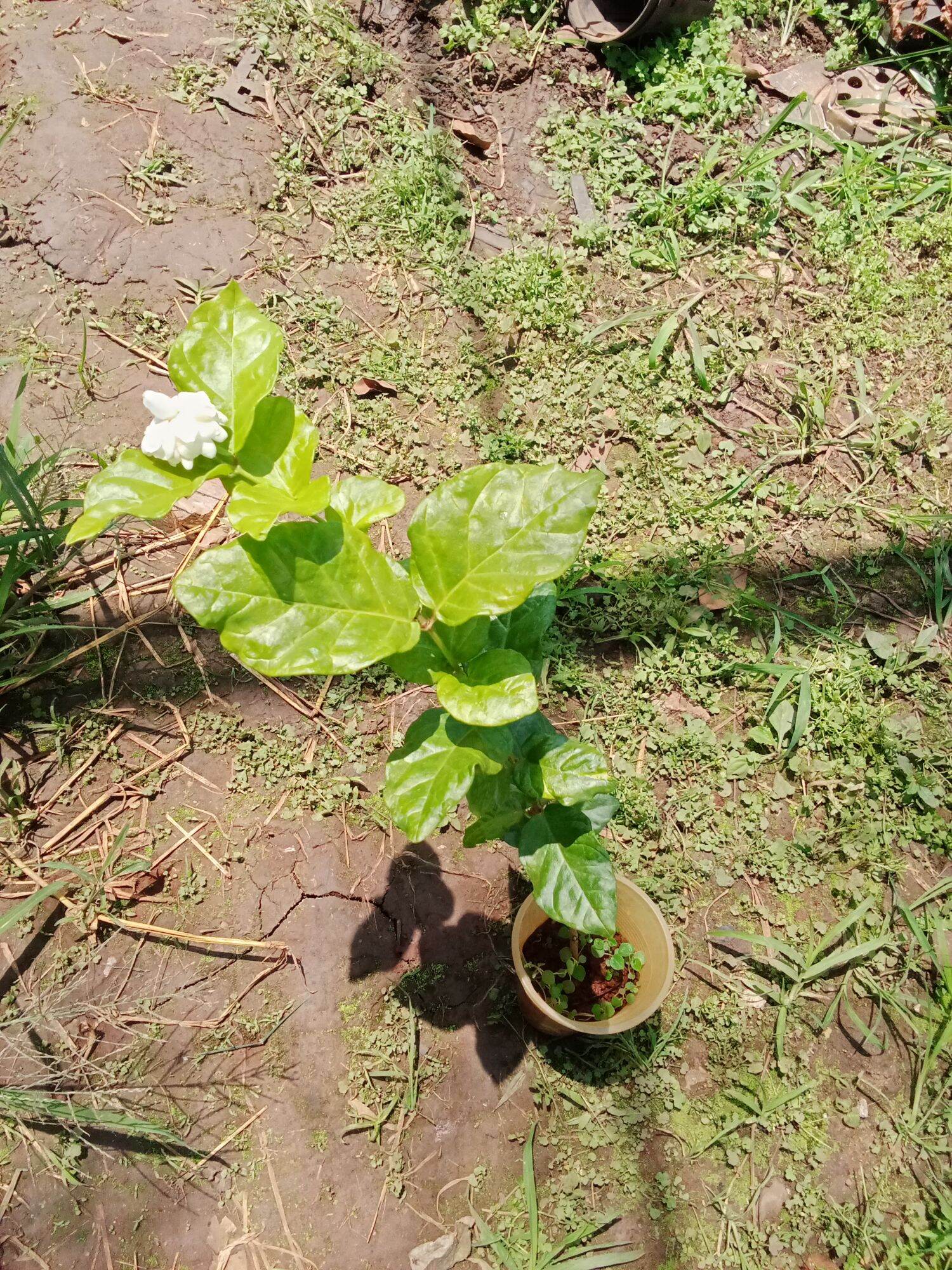 Cây hoa lài ta, hoa dùng ướp trà
