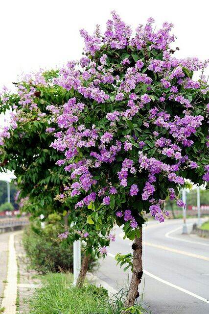 combo 3 cây giống bằng lăng tím cao 60-80cm.