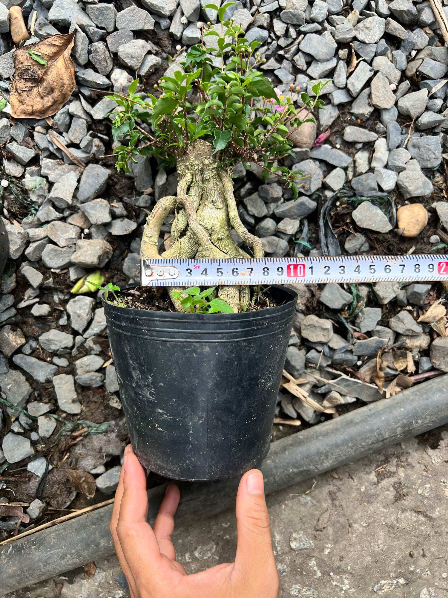 Hồng Ngọc Mai bonsai mini