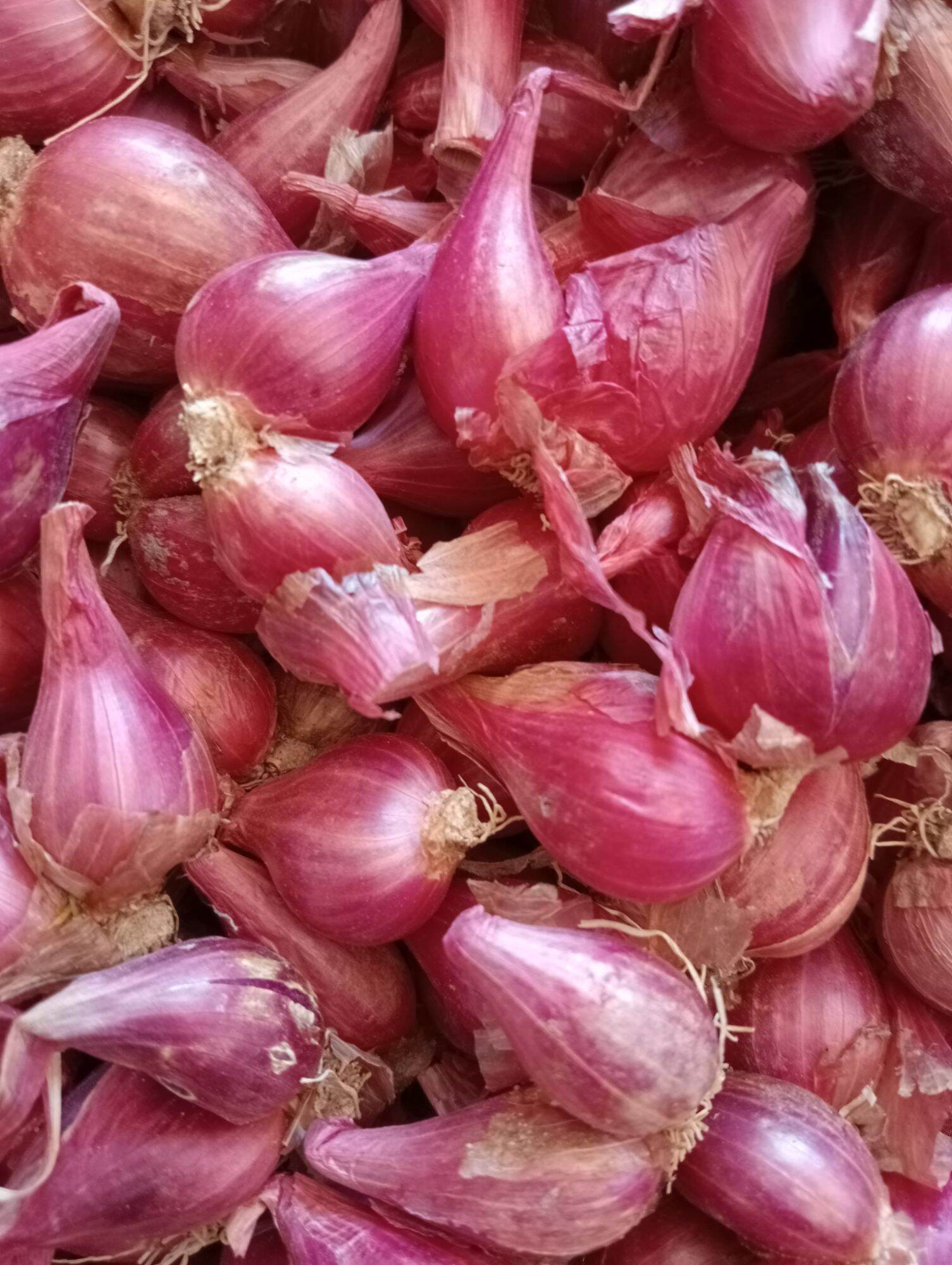 hành tím phan rang loại to, túi 1kg.