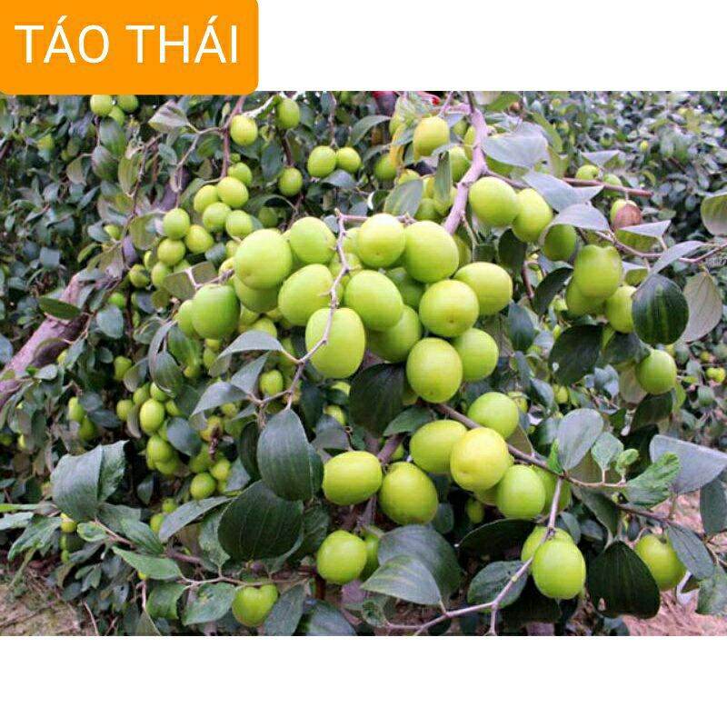Cây giống táo thái ngọt