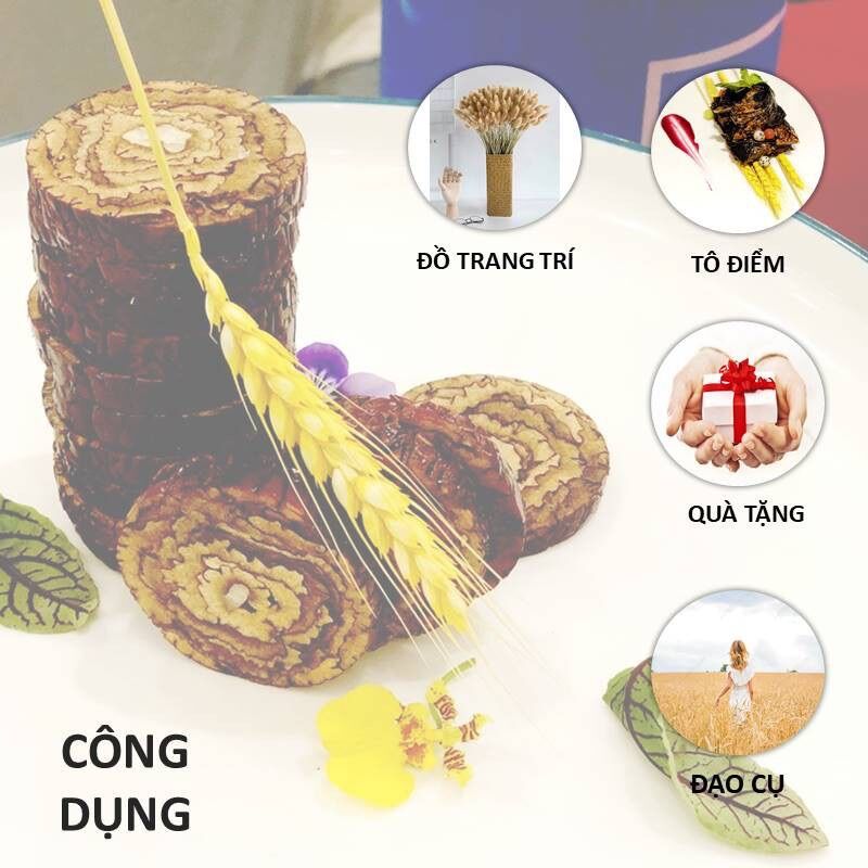Bó Hoa Bông Lúa Mạch Khô Decor Trang Trí bó 100 cây