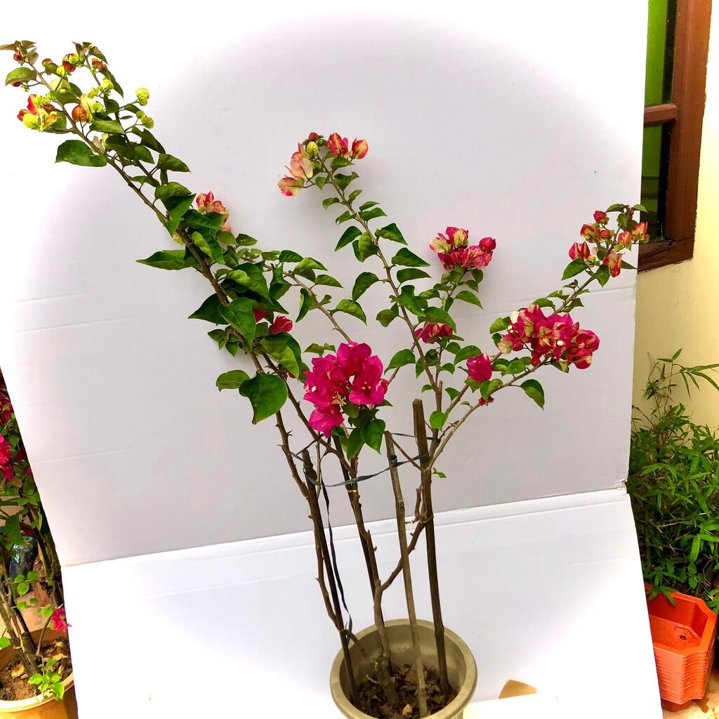 cây giấy ấn độ đổi màu