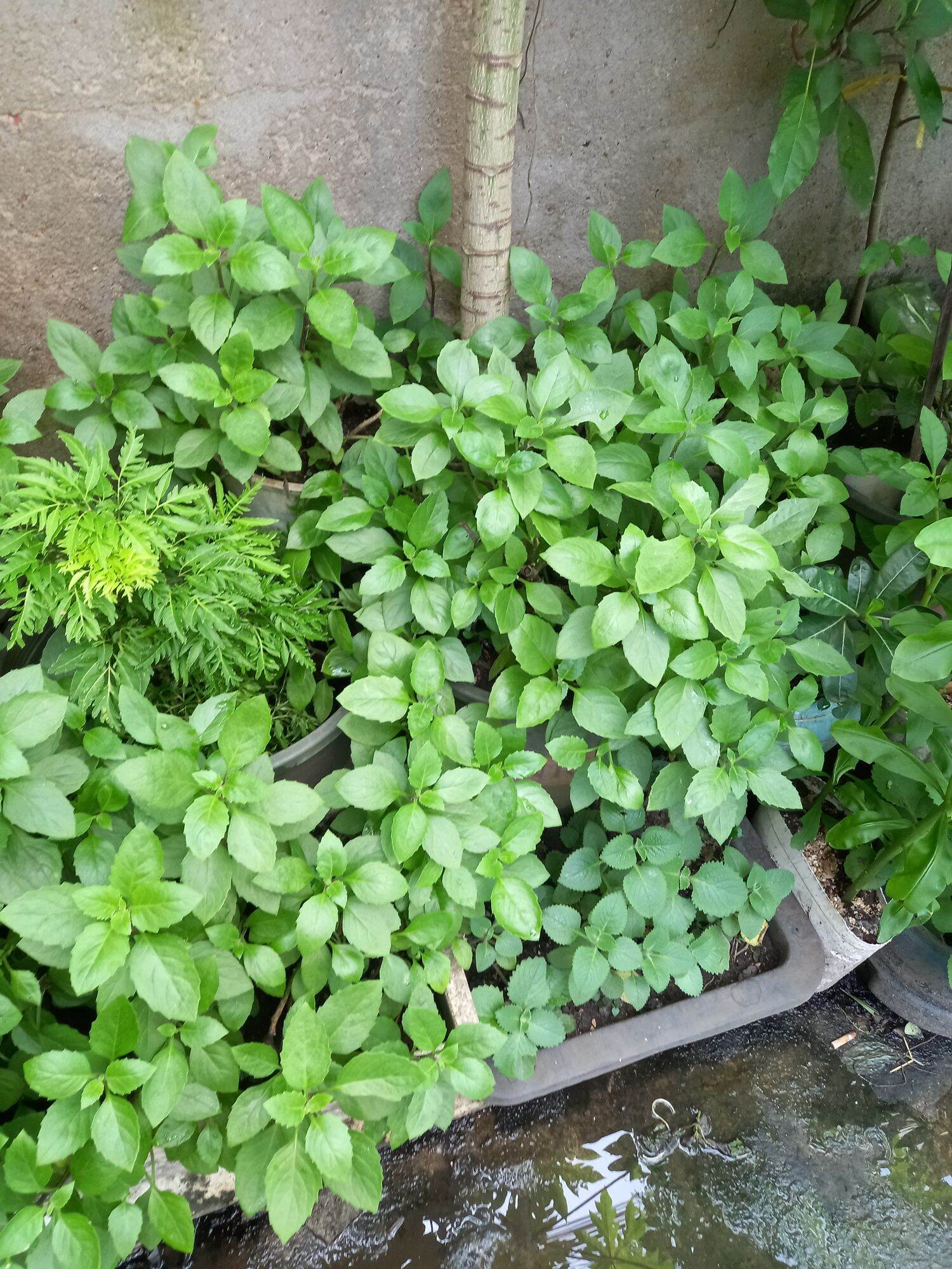 Cây giống kim thất tai (cây bầu đất)