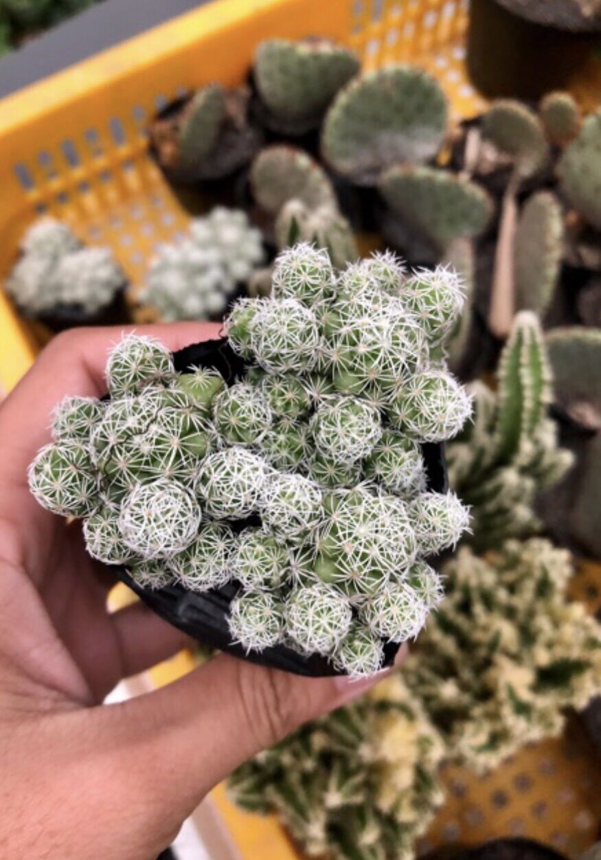 Xương rồng trứng chim cute size bầu