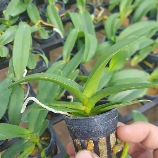 Cây giống lan ngọc điểm