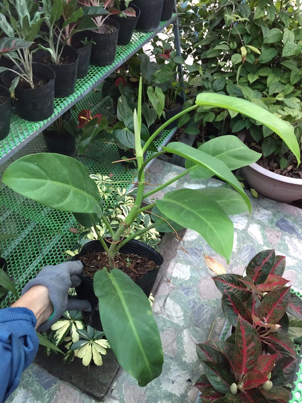 Cây trầu bà trụ lá xanh