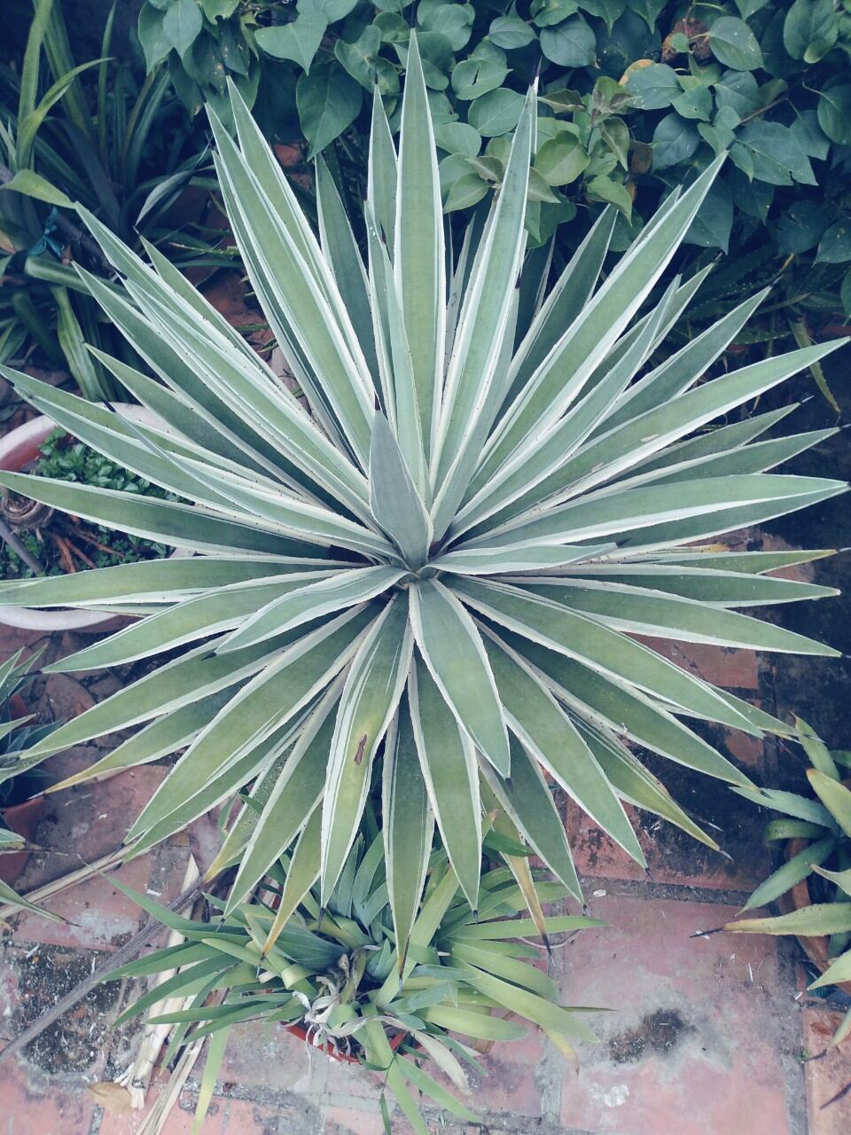 Cây Thùa lá xanh